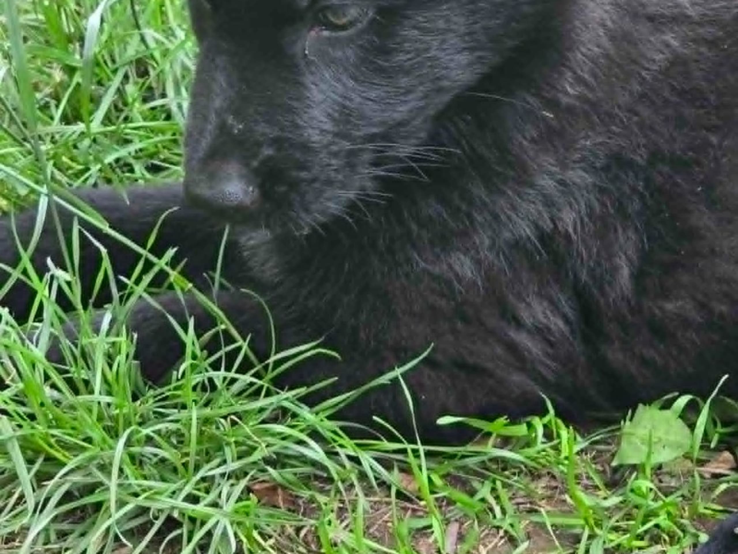 Tysk Schäferhund · Vallåkra · Incidents