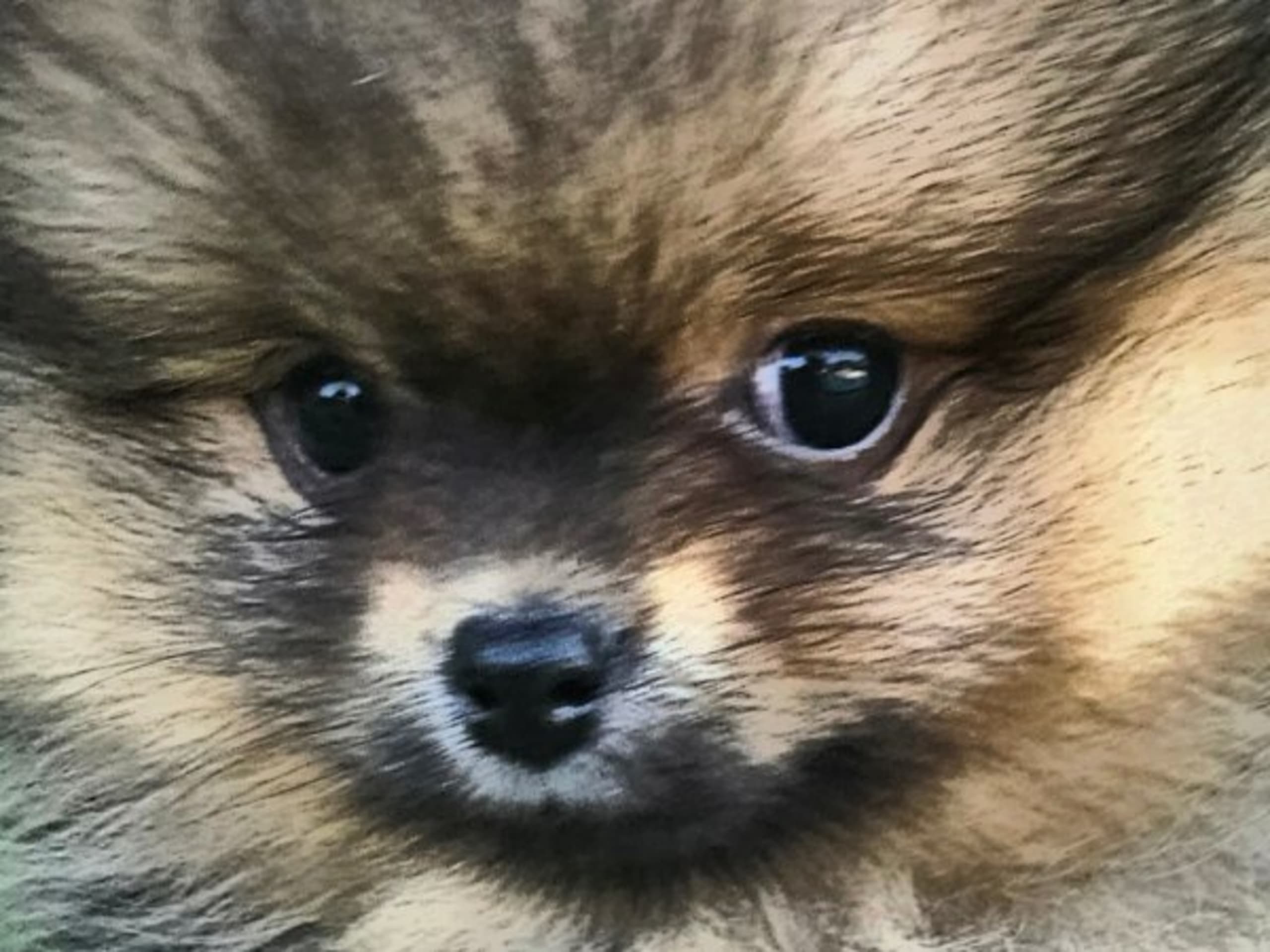 Pomeranian · Kågeröd · Tiny Winne