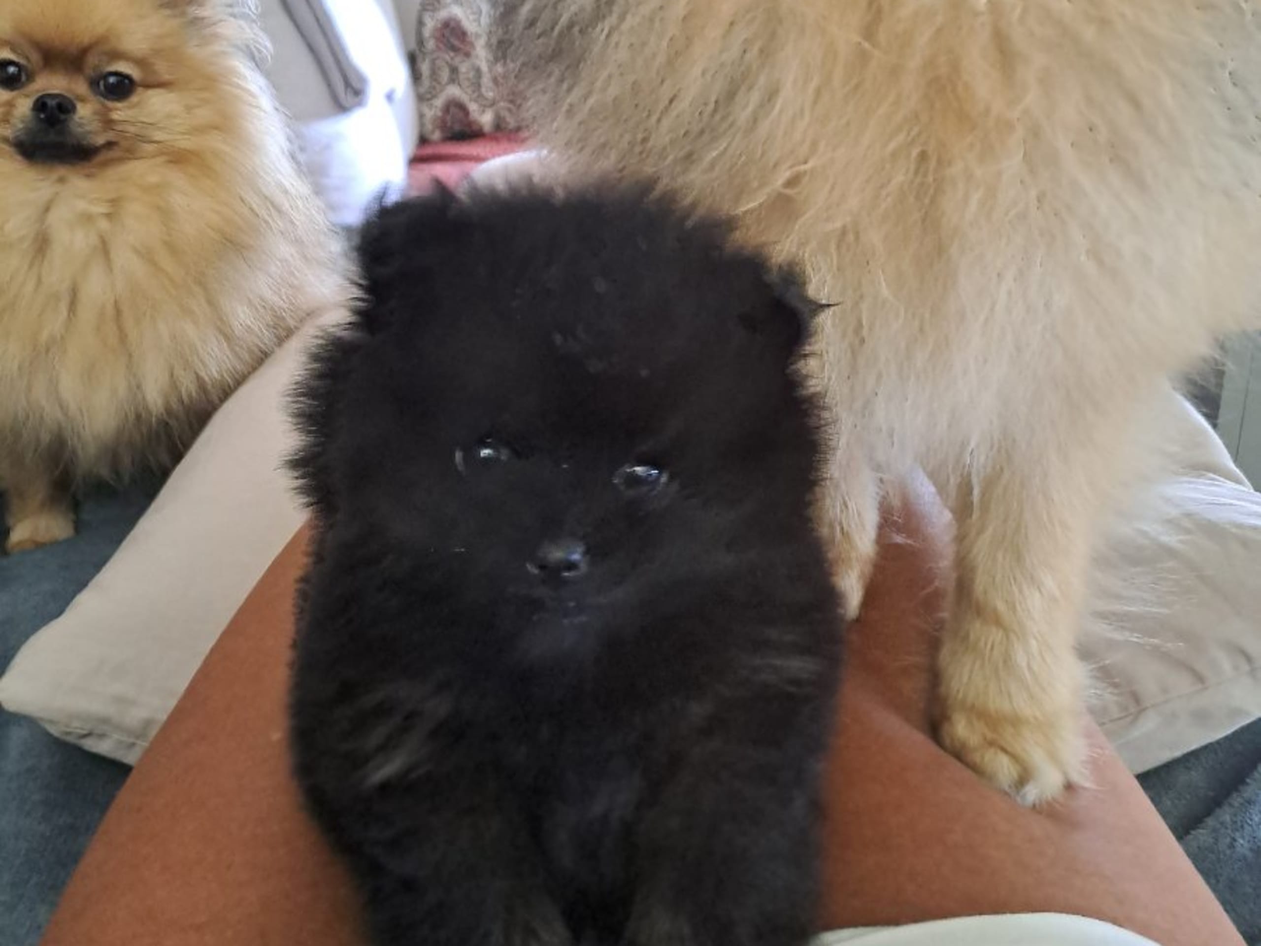 Pomeranian · Hörby · Samegulds