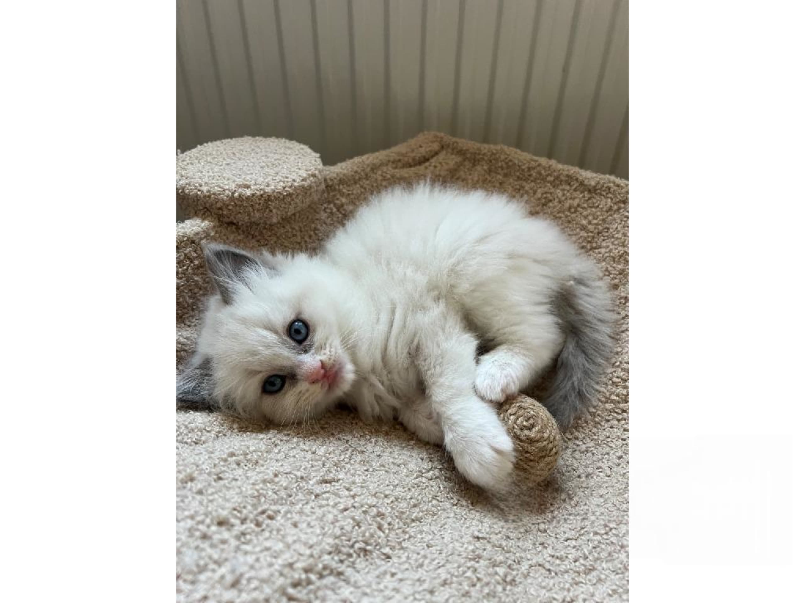 SE*Sapphire Blue Eyes