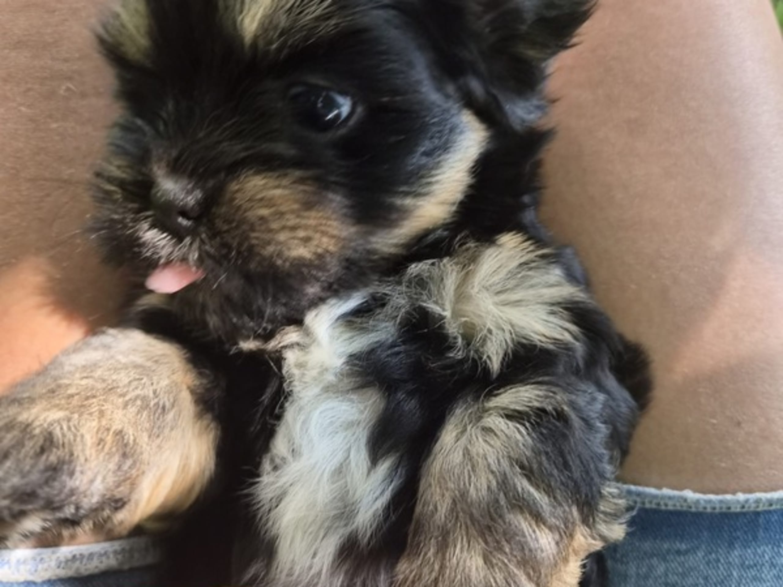Lhasa apso · Gedved · Natalie Zaedow Rything Larsen