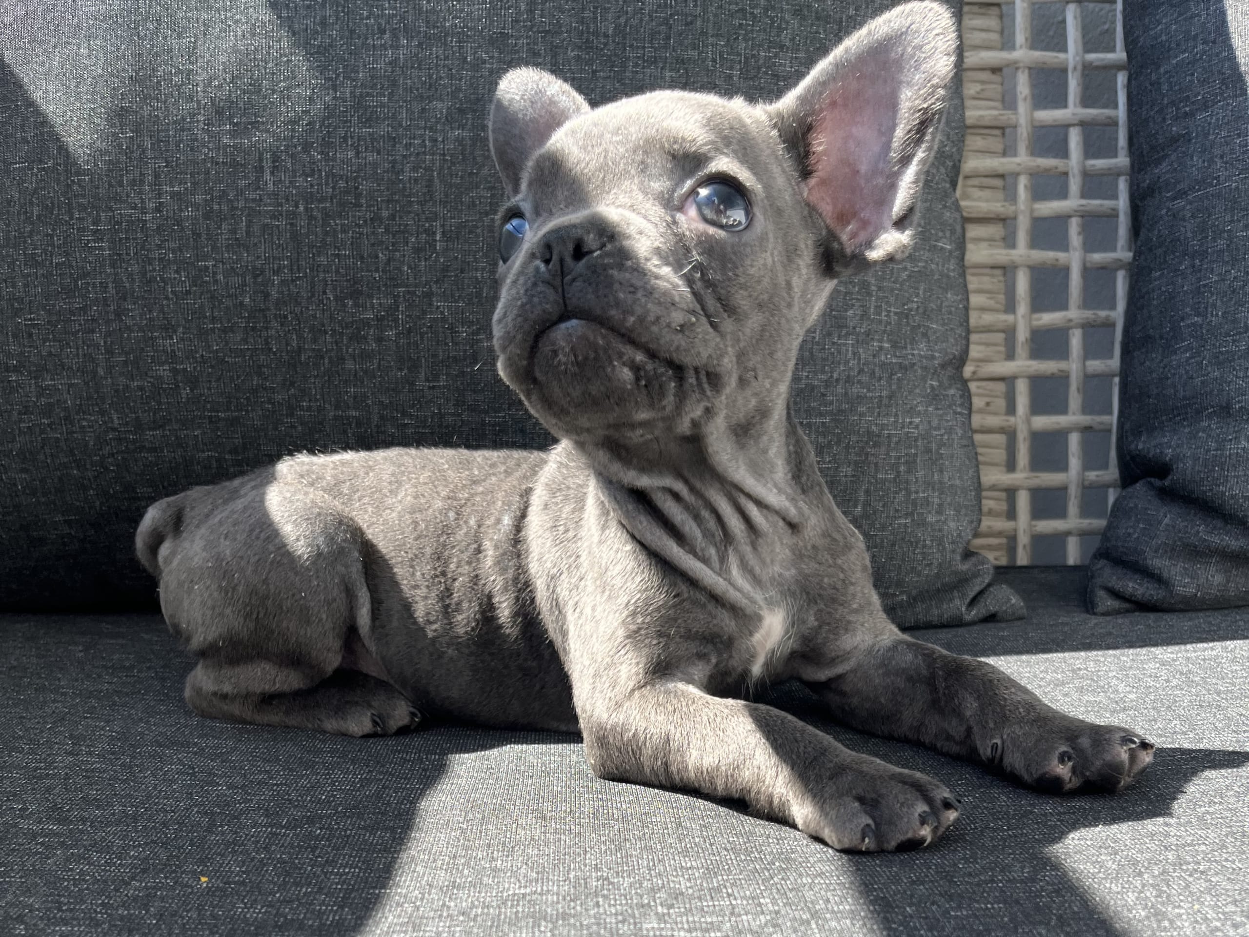 French Bulldog · Norrköping · Emiras frallor