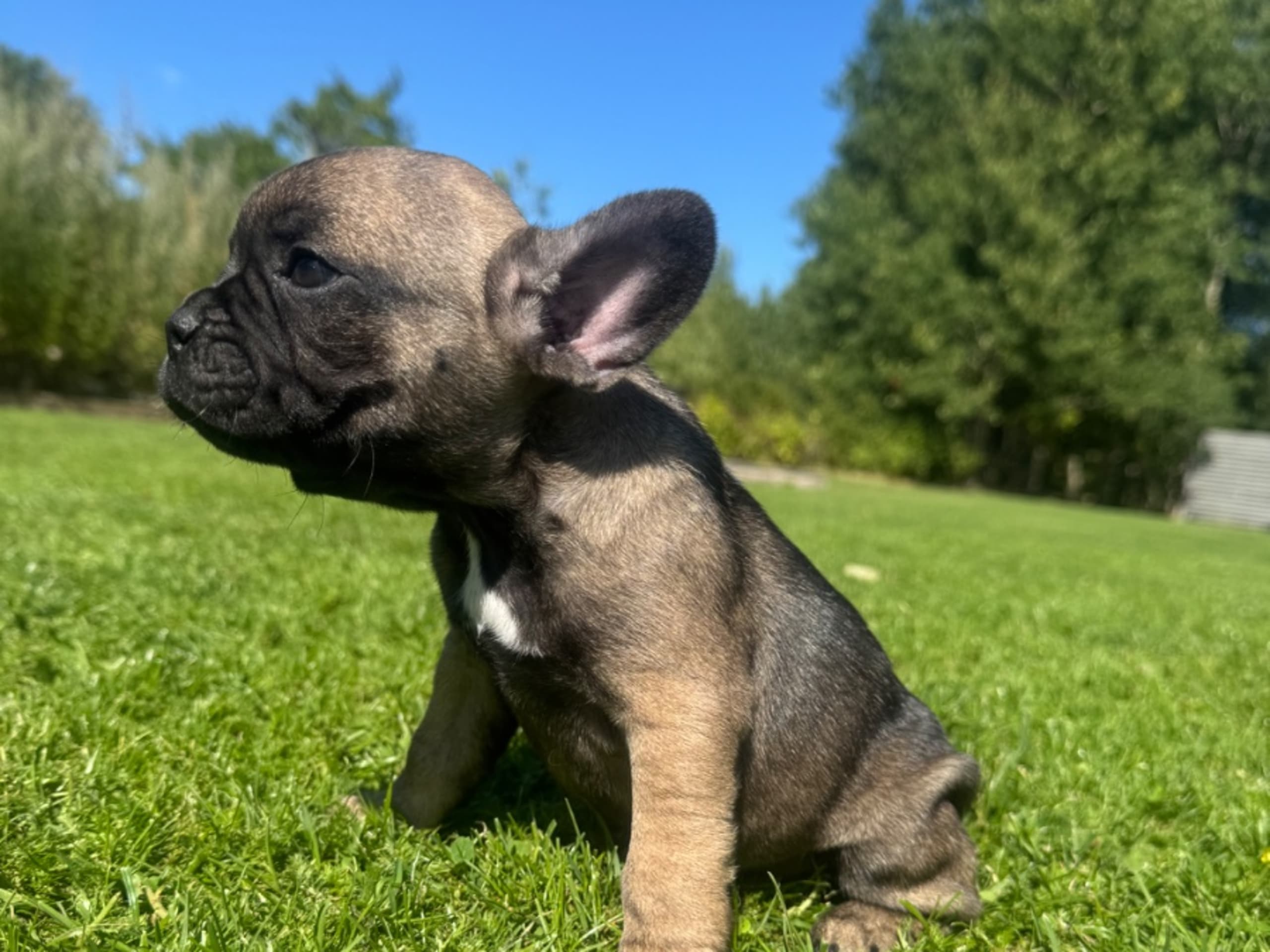Fransk bulldogg