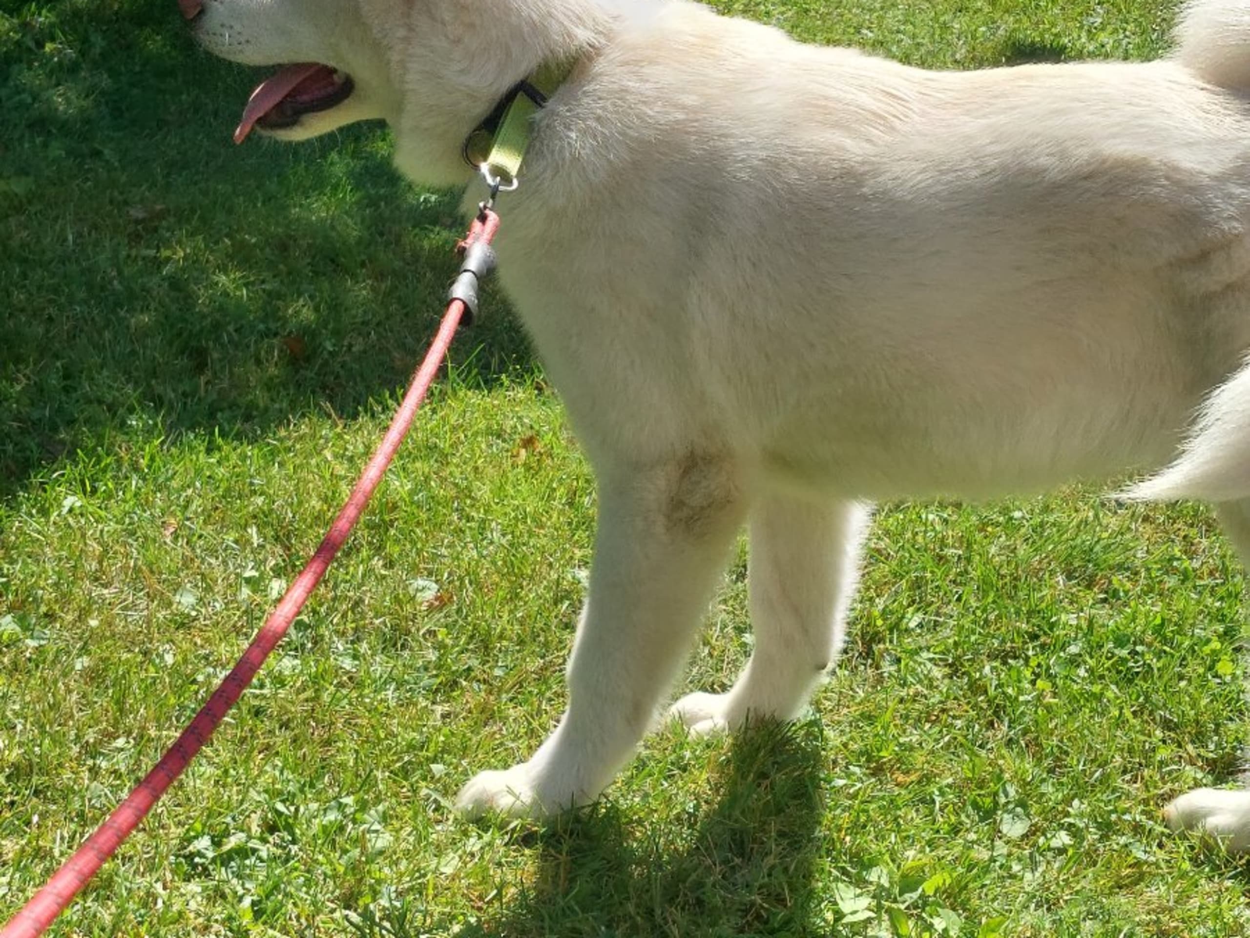 Akita · Dorotea · Krayon's kennel