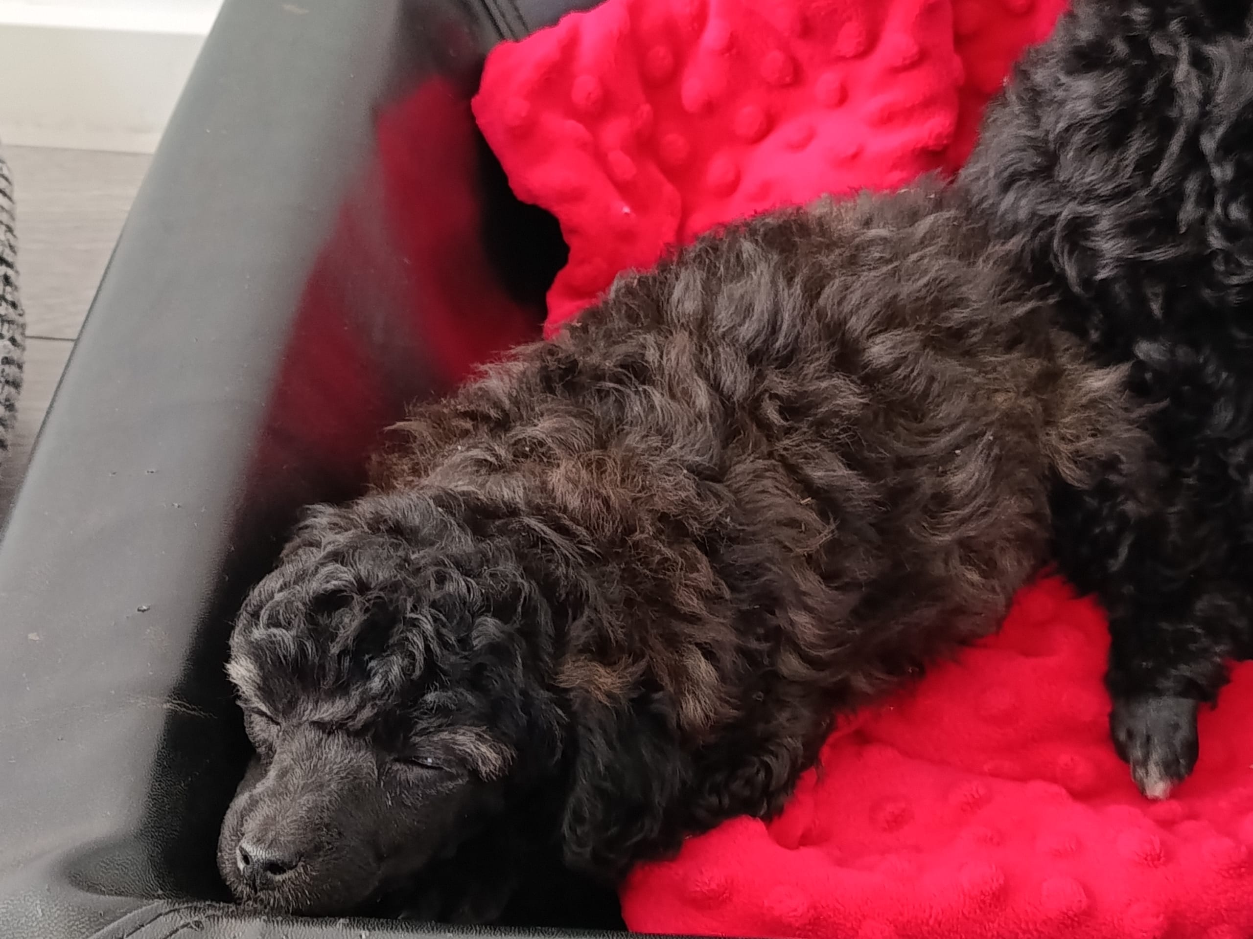 Hjortkvarns Cavapoo