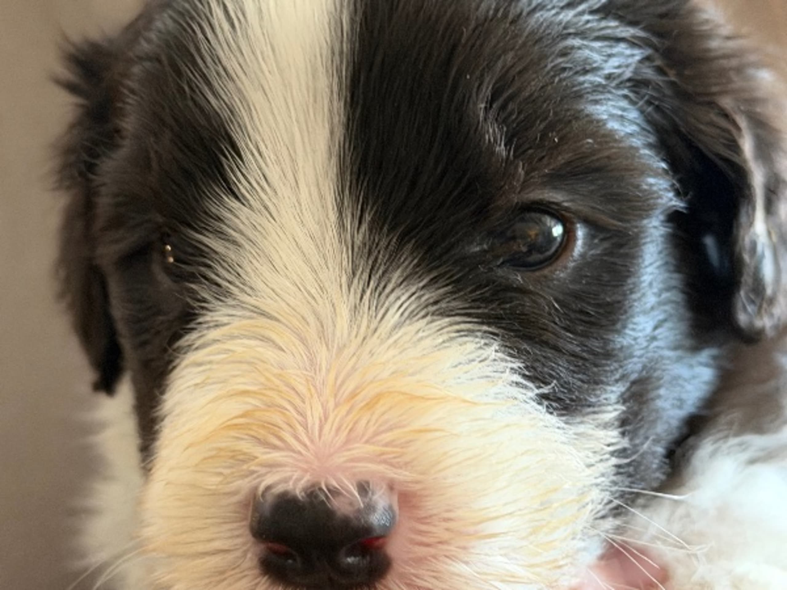 Bearded Collie · Hammarö · Hillbacka