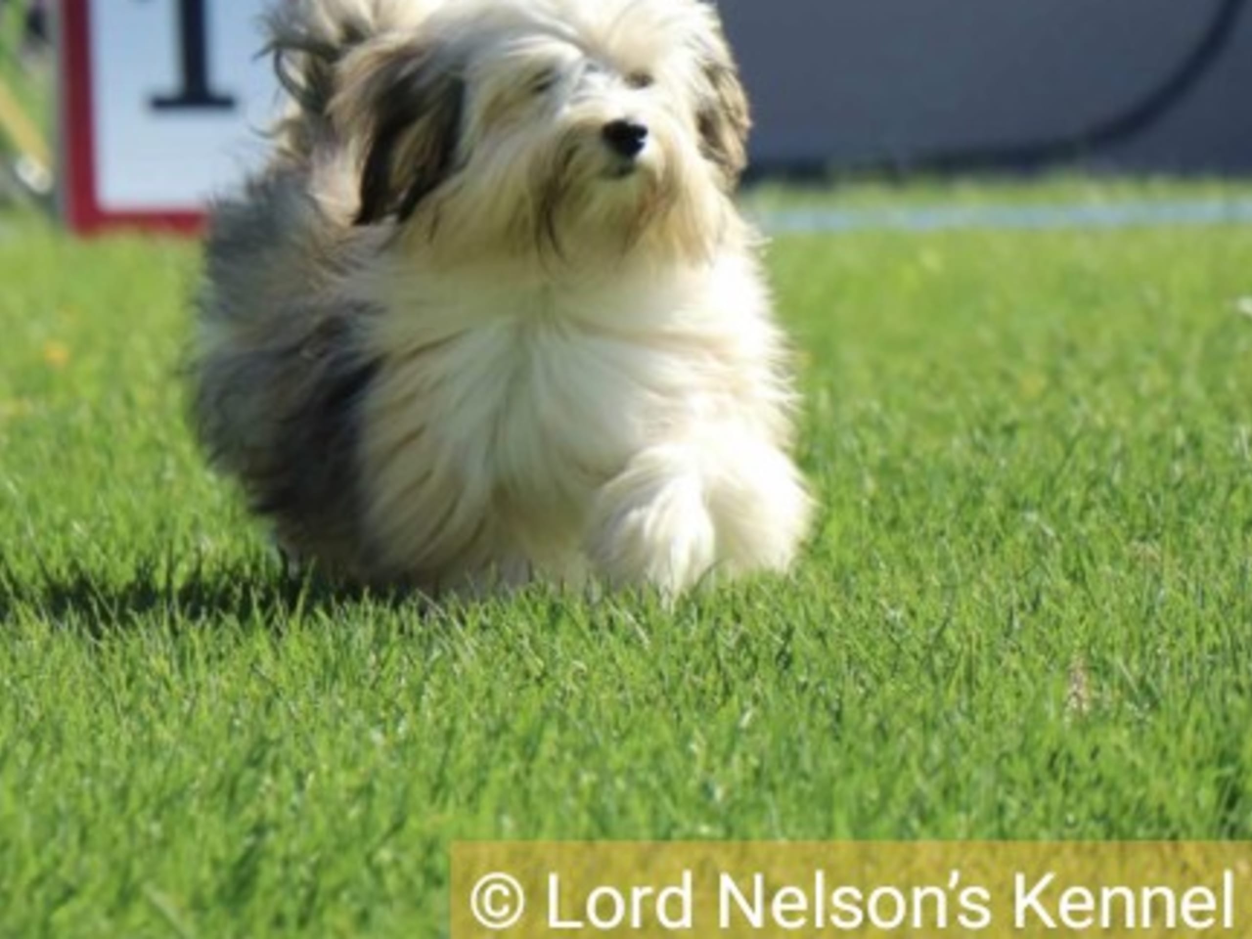 Lord Nelson’s kennel
