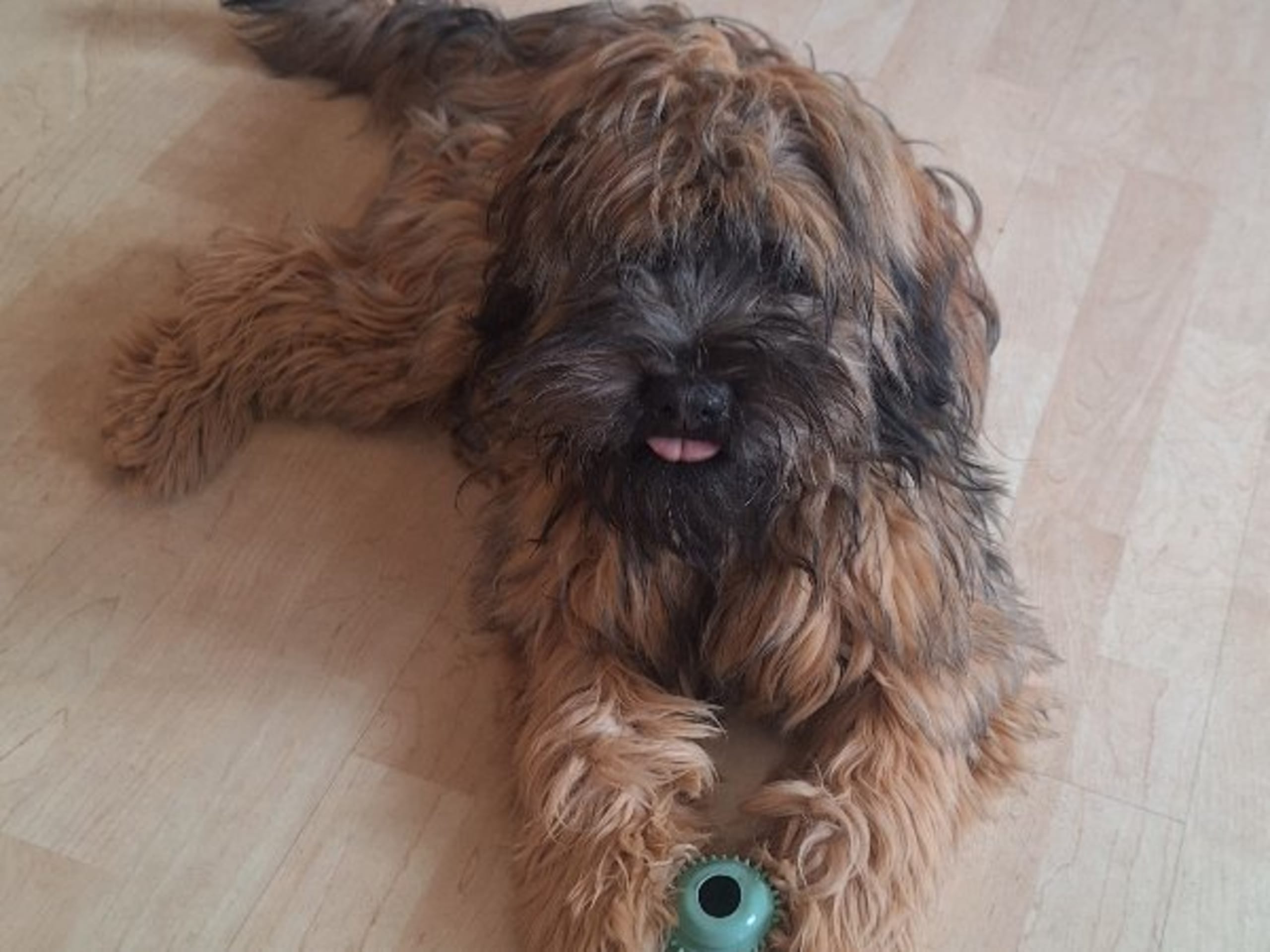 Tibetansk terrier · Hörby · Khambas