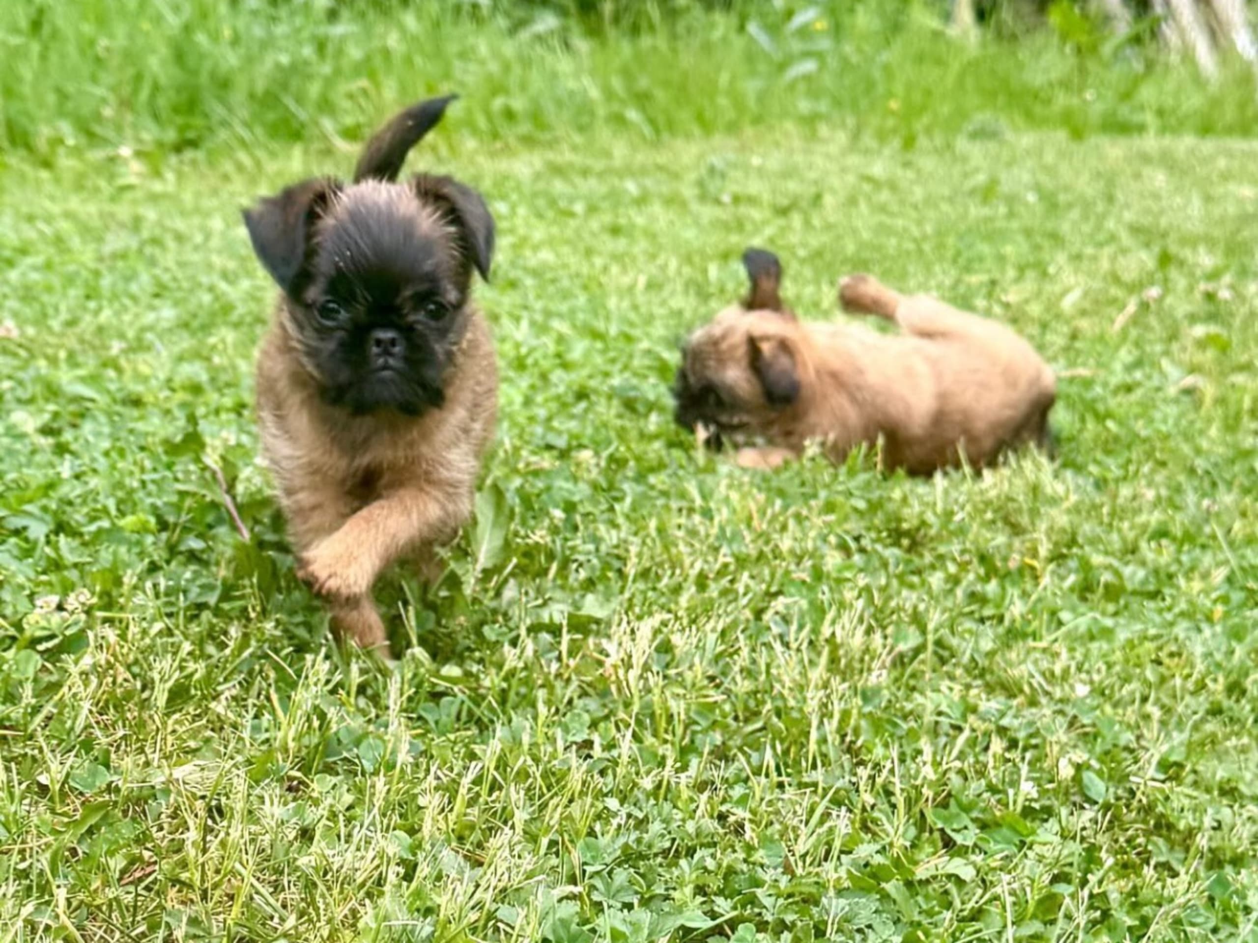 Brussels Griffon · Tyresö · Diddelinos