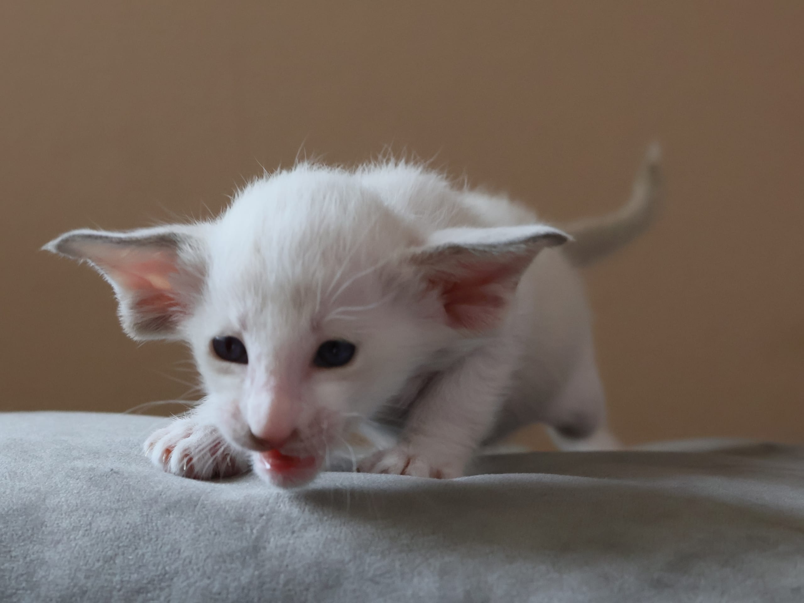 Oriental Adore Cattery