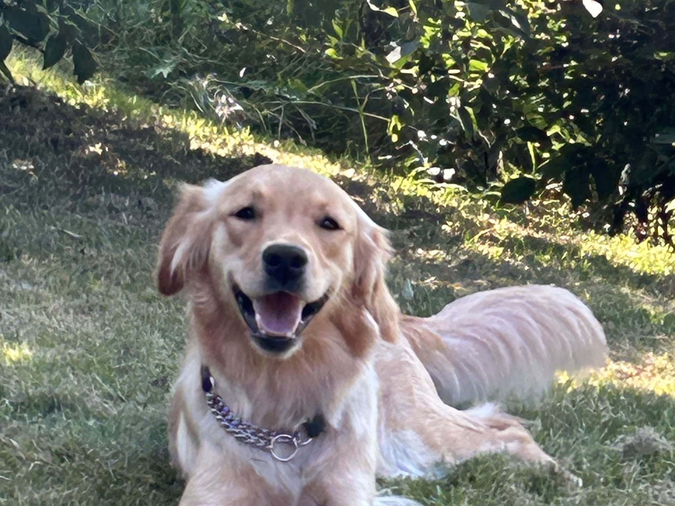 Golden retriever