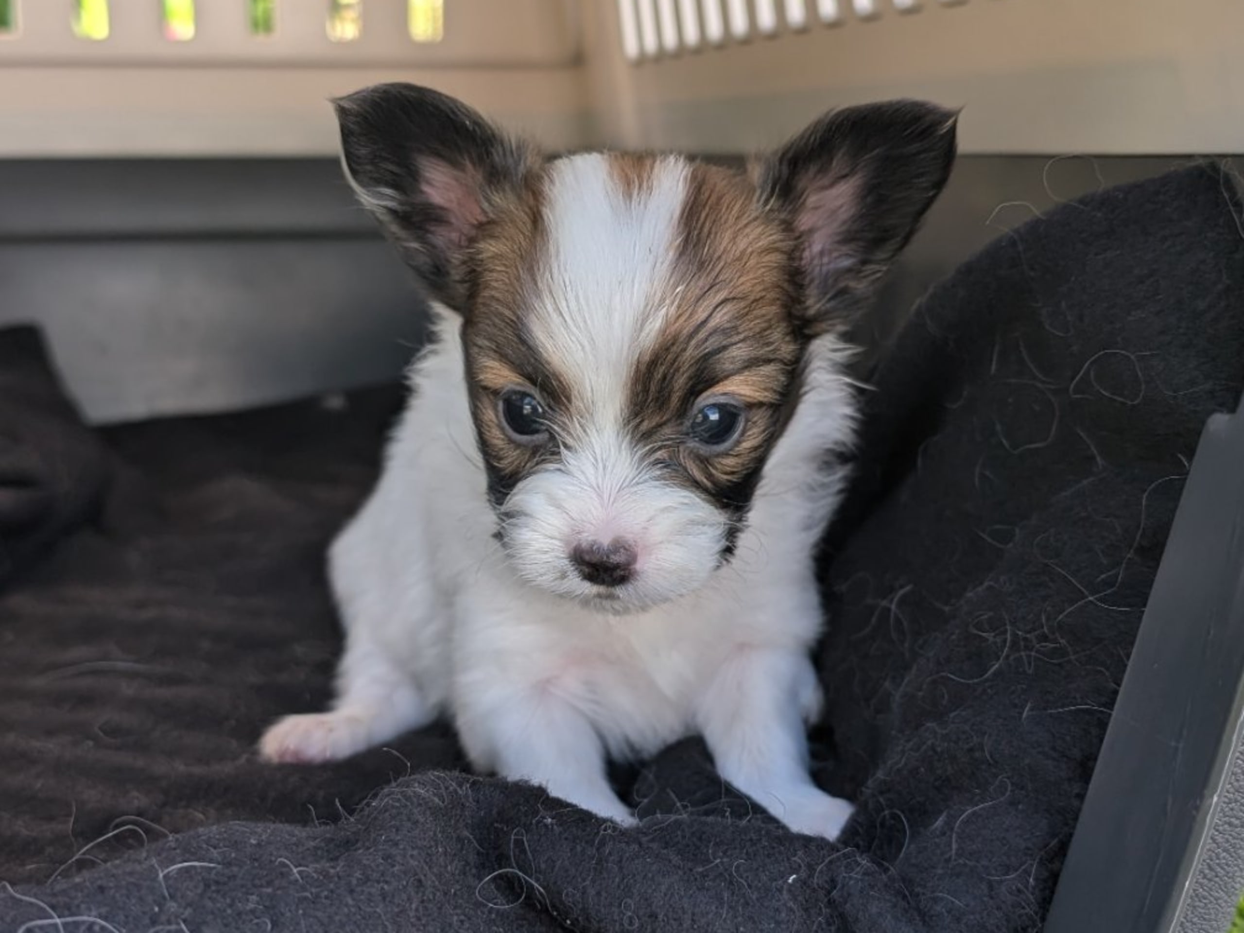 Papillon · Brastad · Bohusklippans