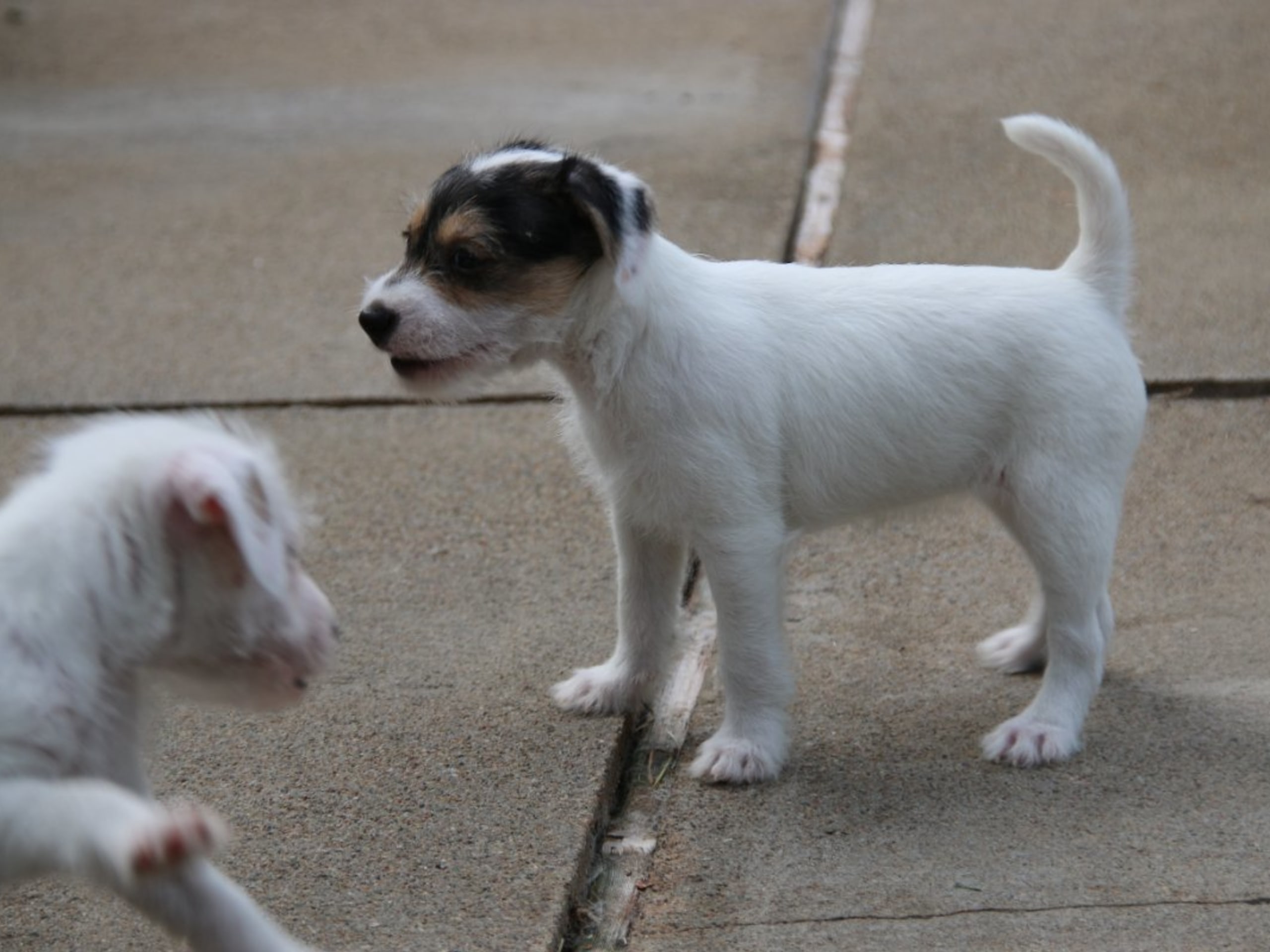 Parson russell terrier · Kristianstad · Double Barrel's