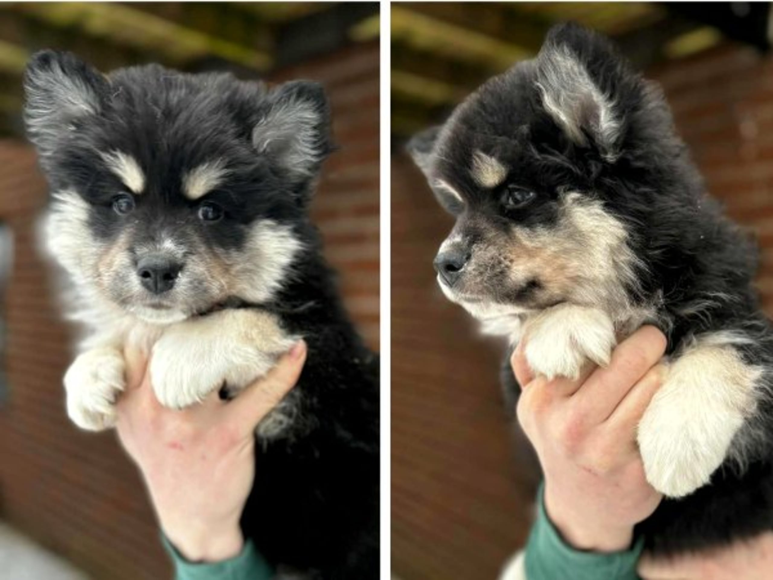 Finnish Lapphund · Mjölby · World's Wildest