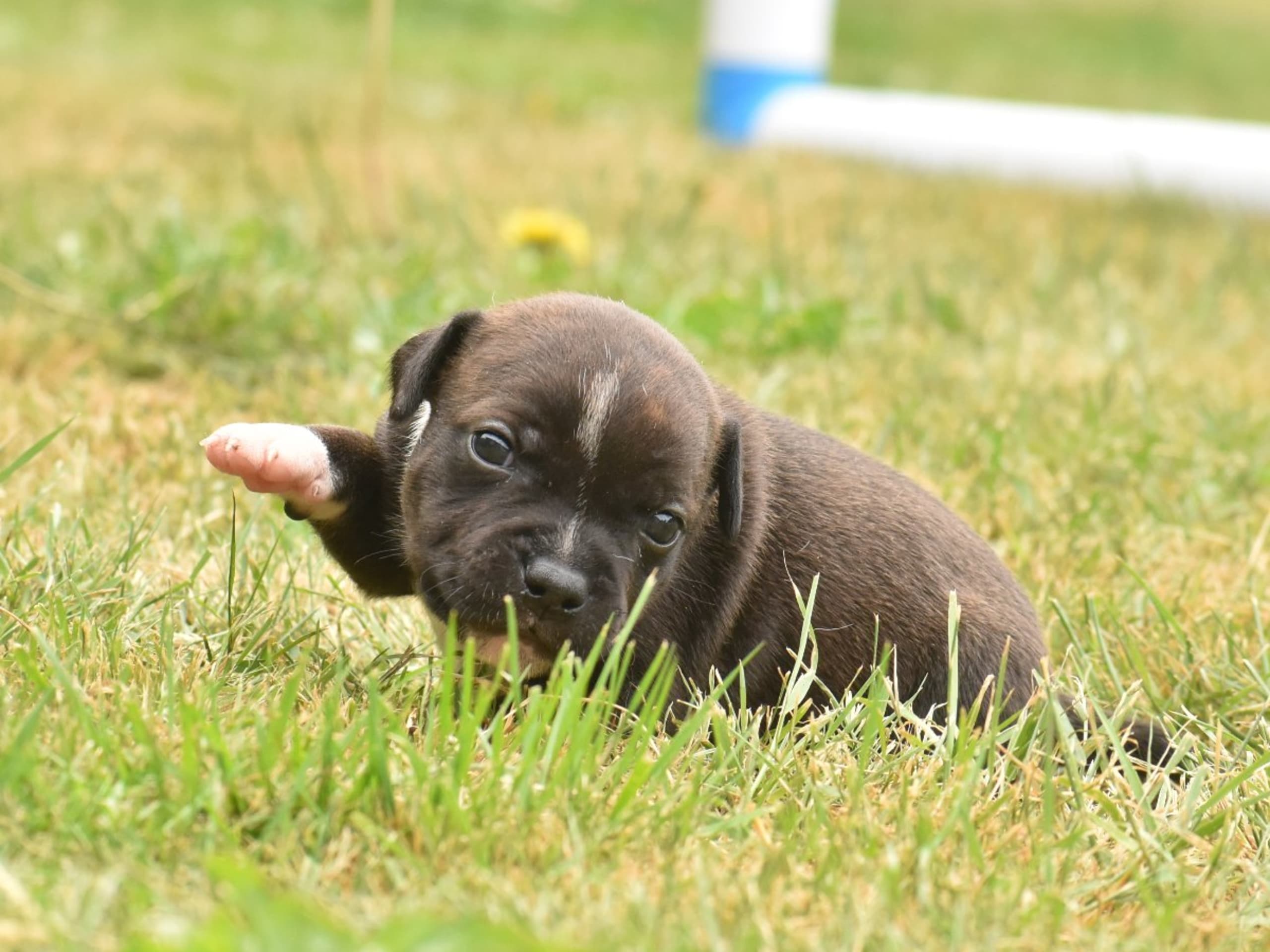 Staffordshire bullterrier