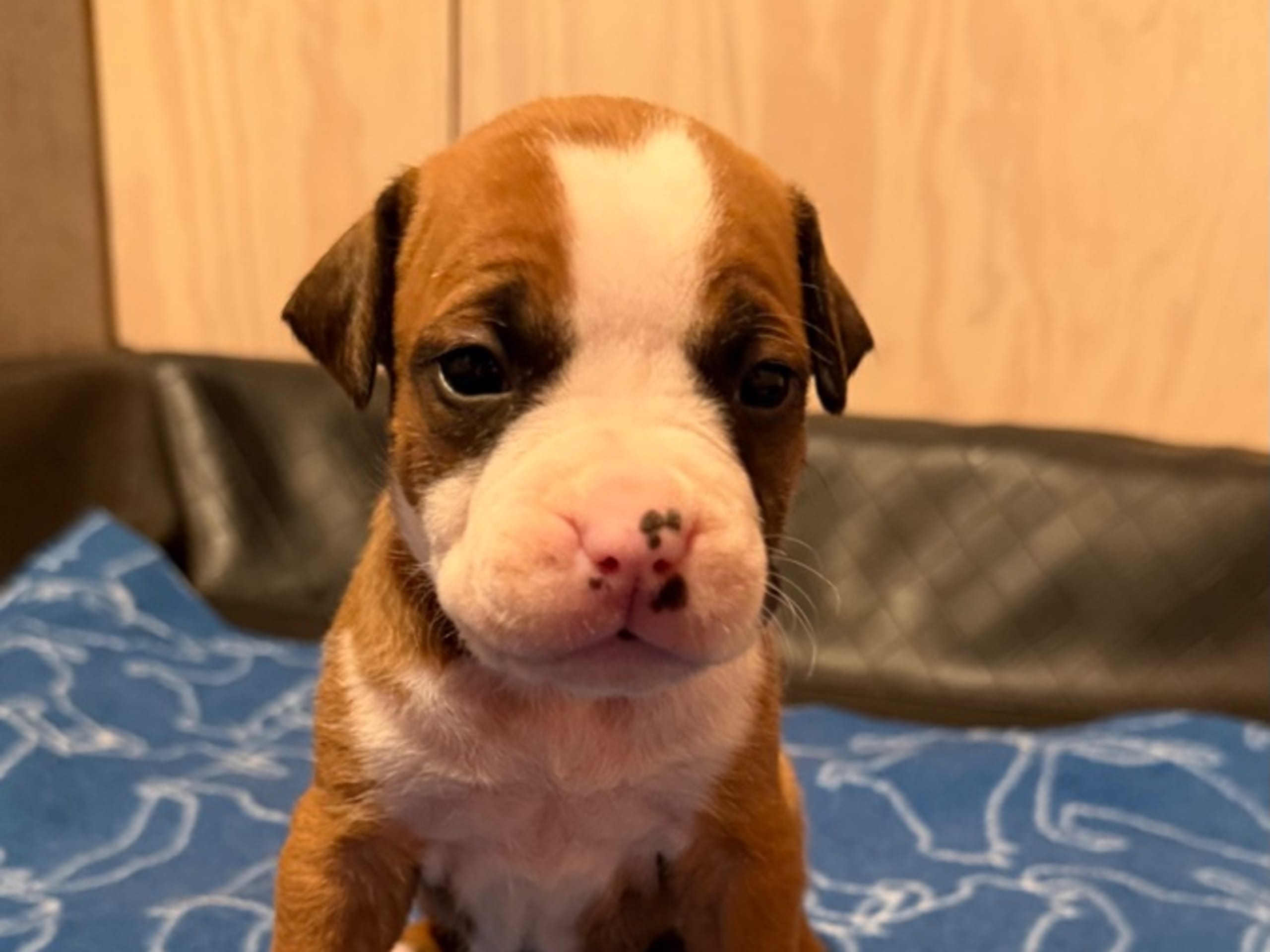 American Staffordshire Terrier · Kista · Patrick Nielsen Amstaff