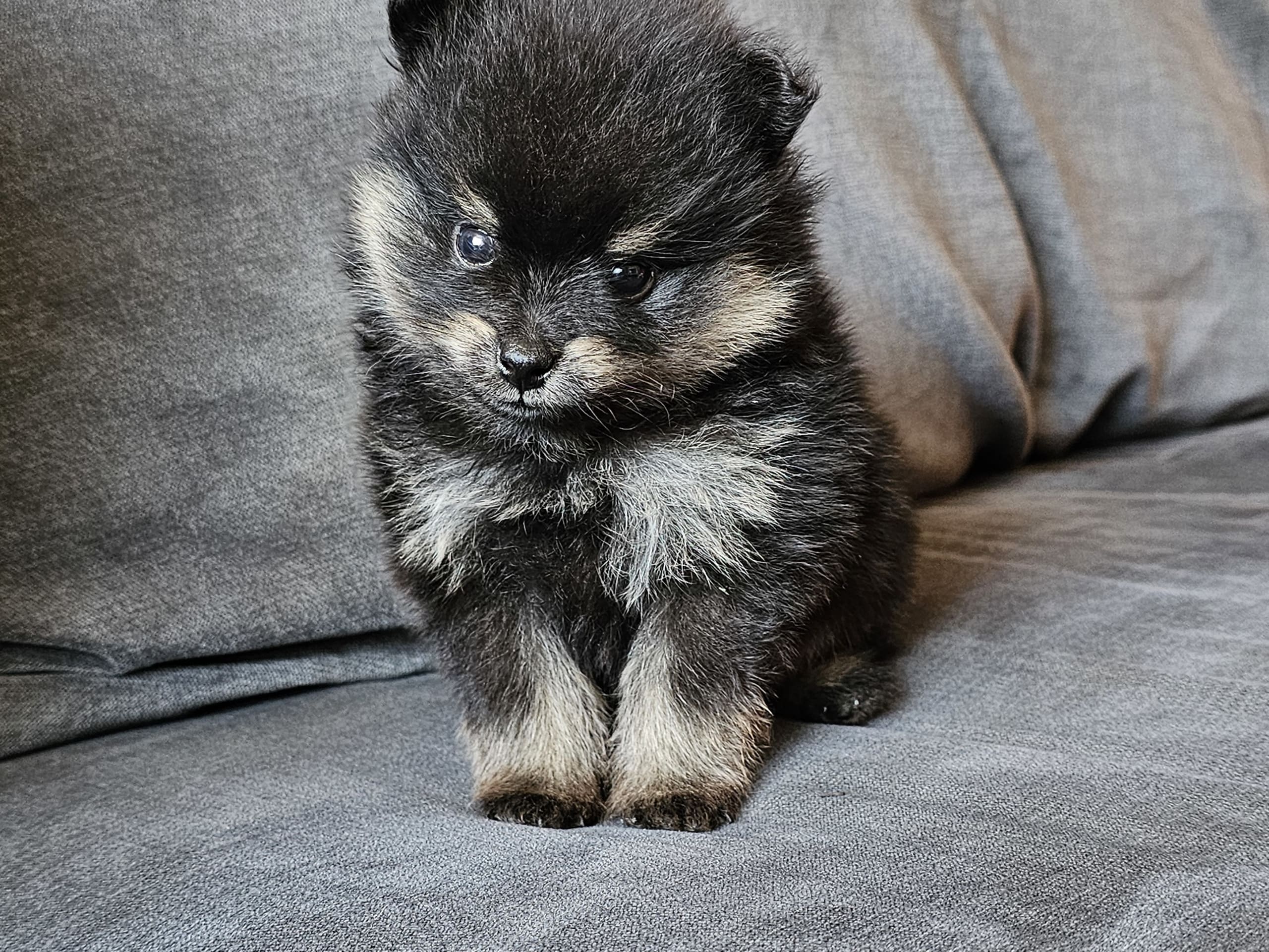 Pomeranian · Enköping · Pomsik Rakaaig