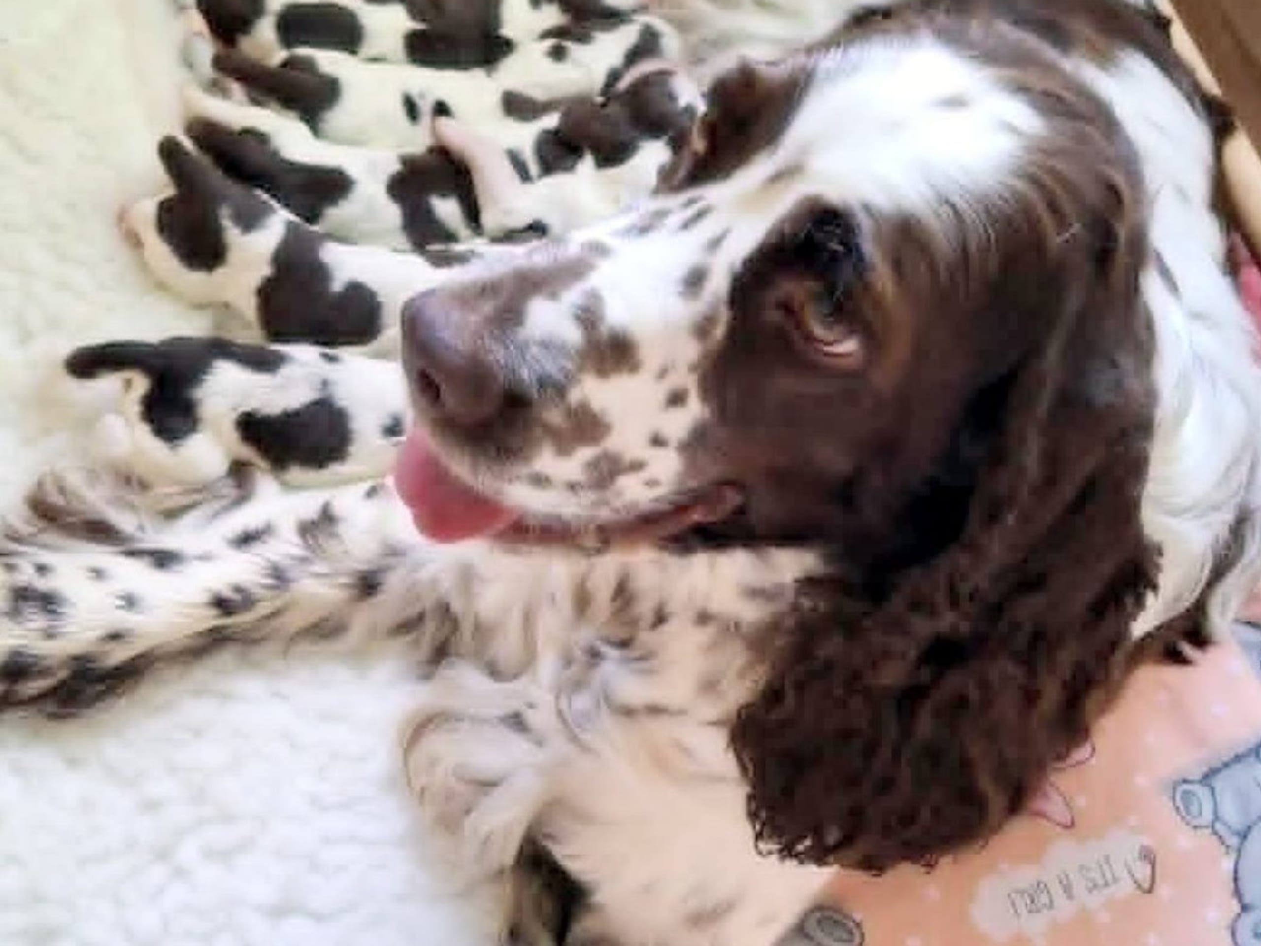 English Springer Spaniel · Uppsala · Quality Design