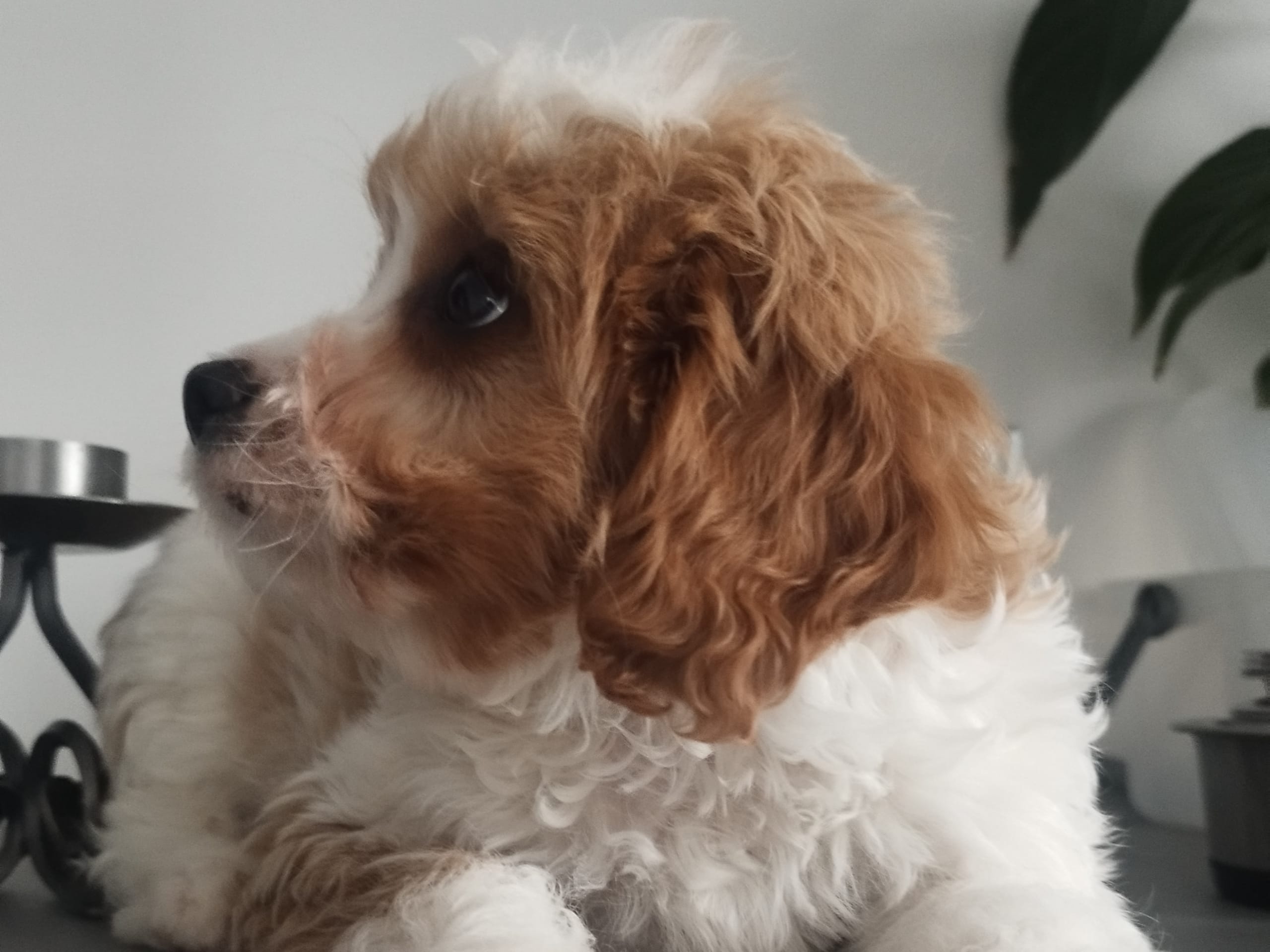 Hjortkvarns Cavapoo