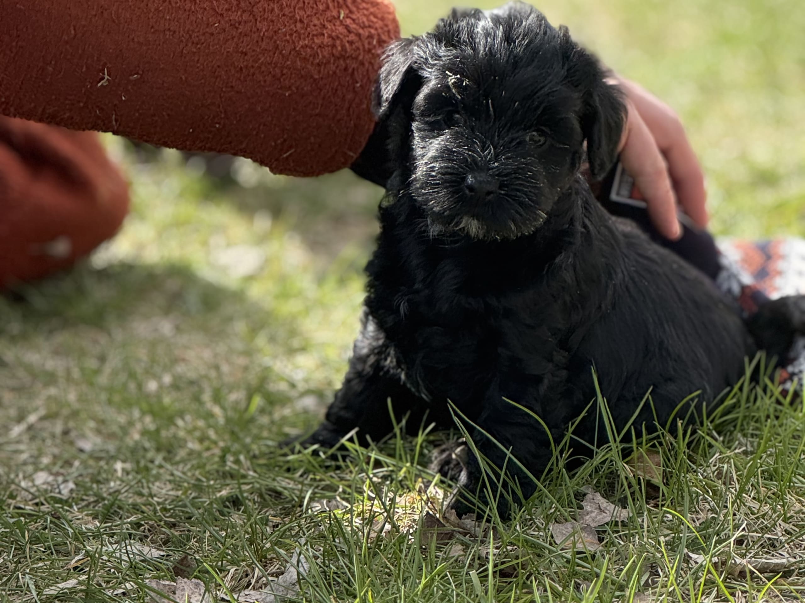 Tibetansk terrier · Skokloster · Solstickans