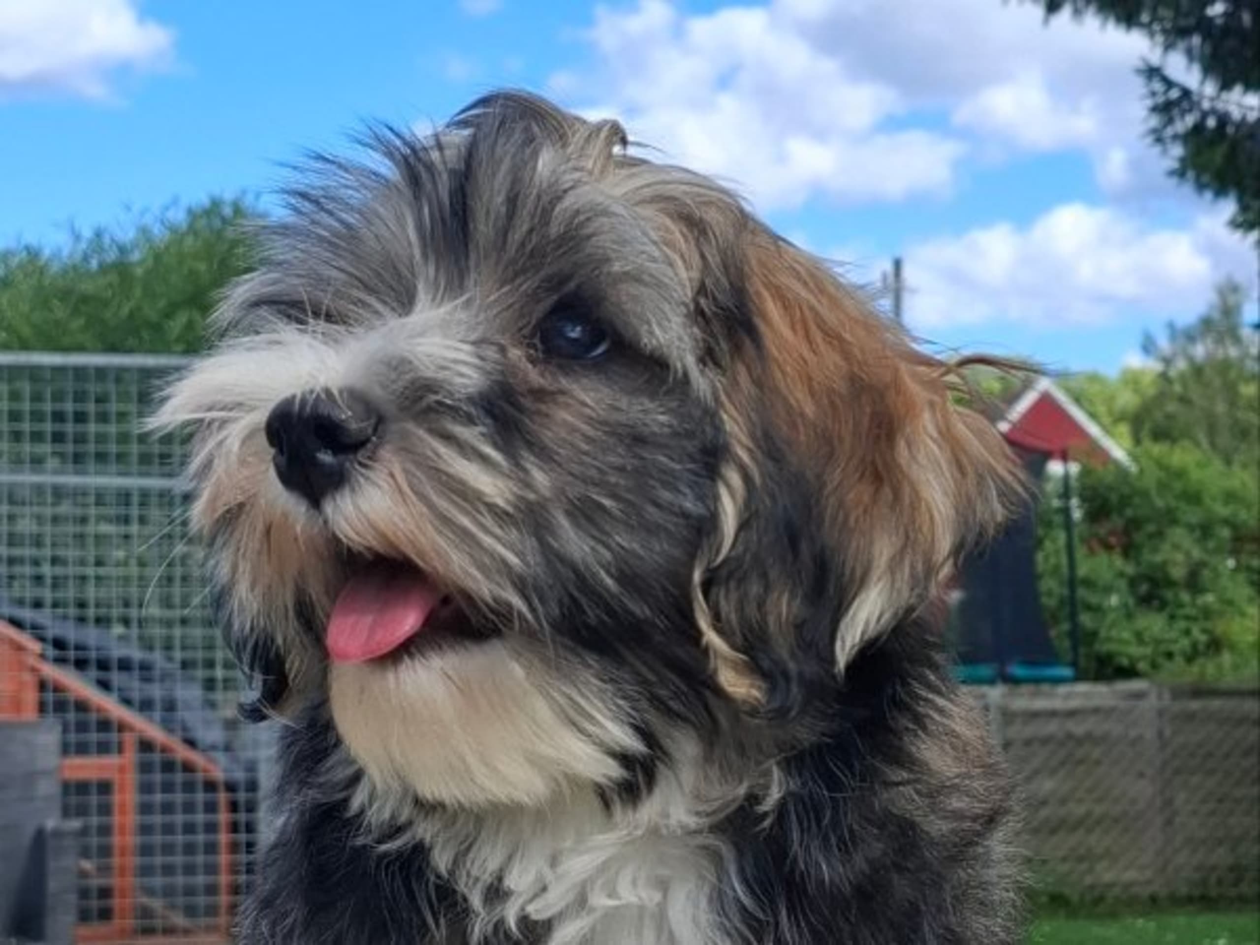 Bichon havanais · Mockfjärd · Candygolds