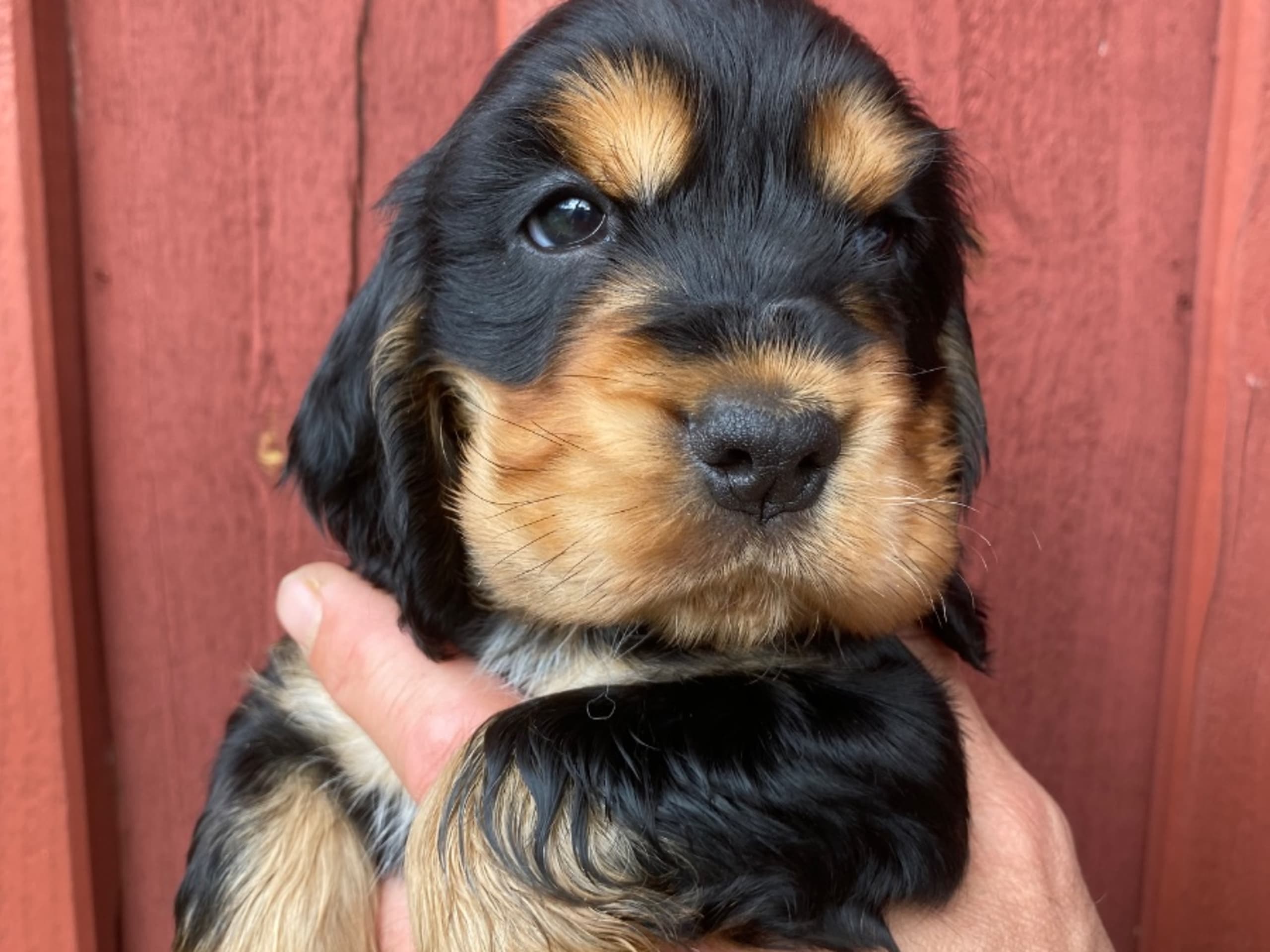 Cocker spaniel