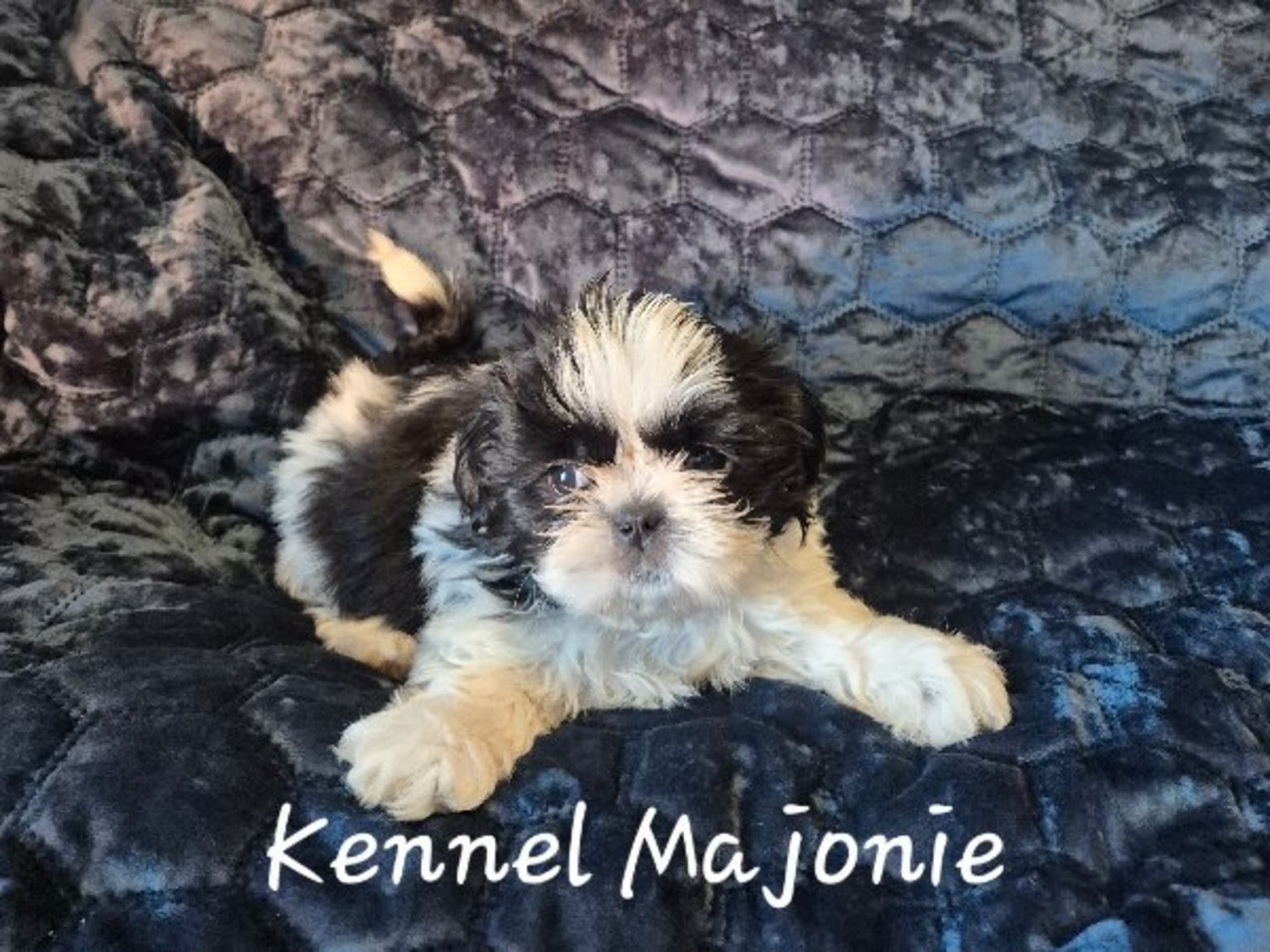 Shih tzu · Upplands Väsby · Majonies