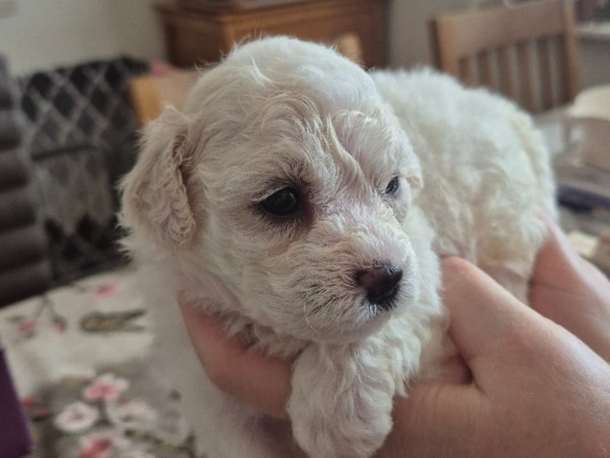 Bichon Frise · Malmö · White vision's kennel