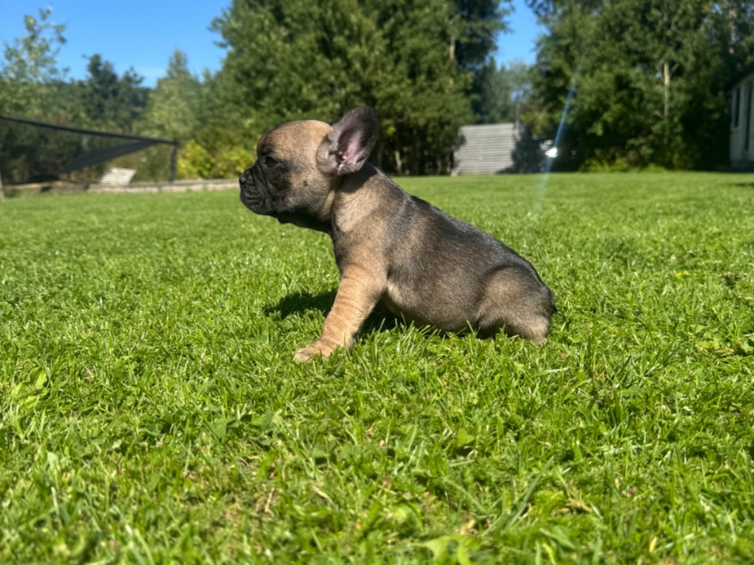 Fransk bulldog · Grebbestad · Callustus