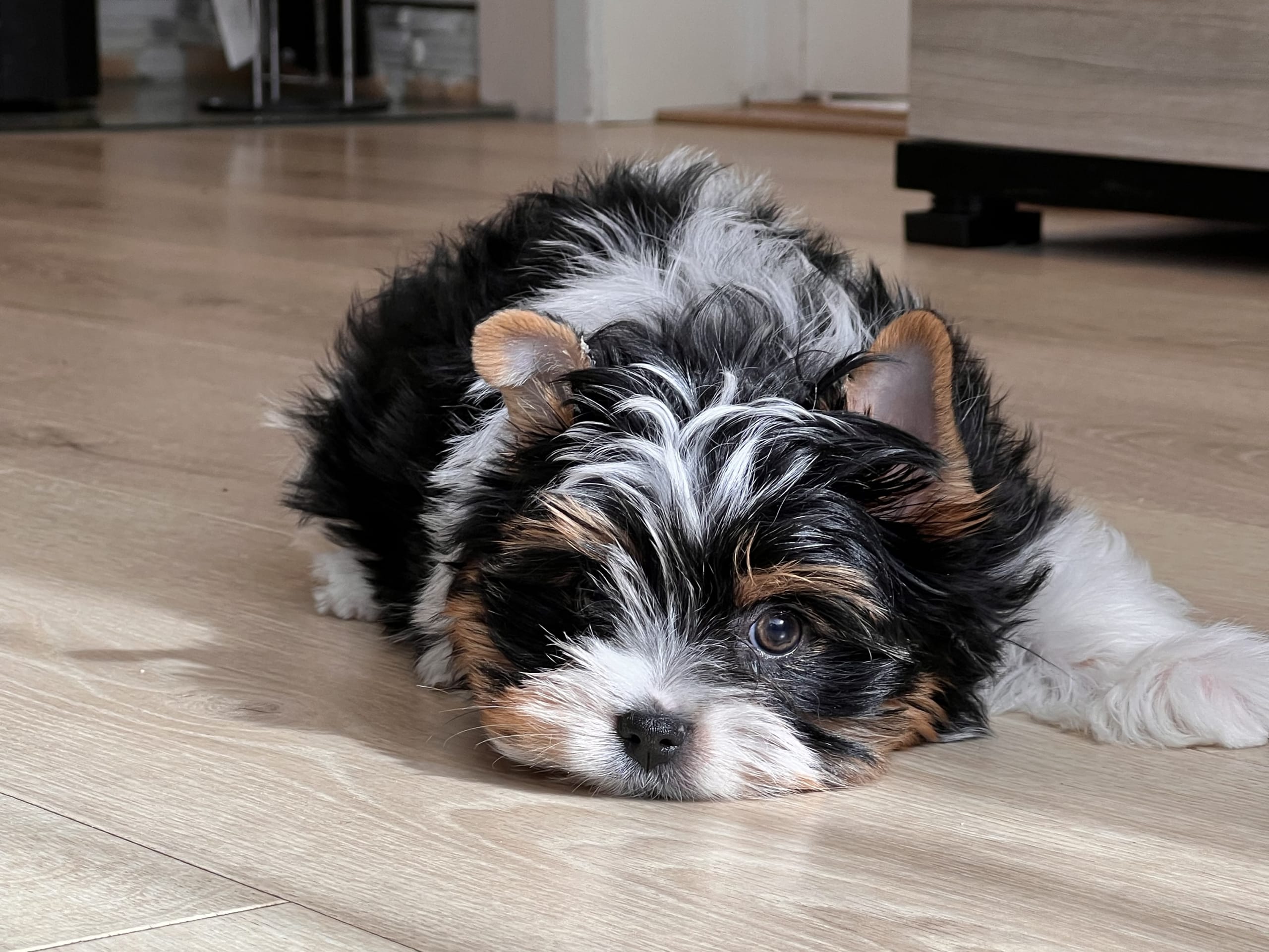 Biewer terrier · Myking · Golden Dreampaws