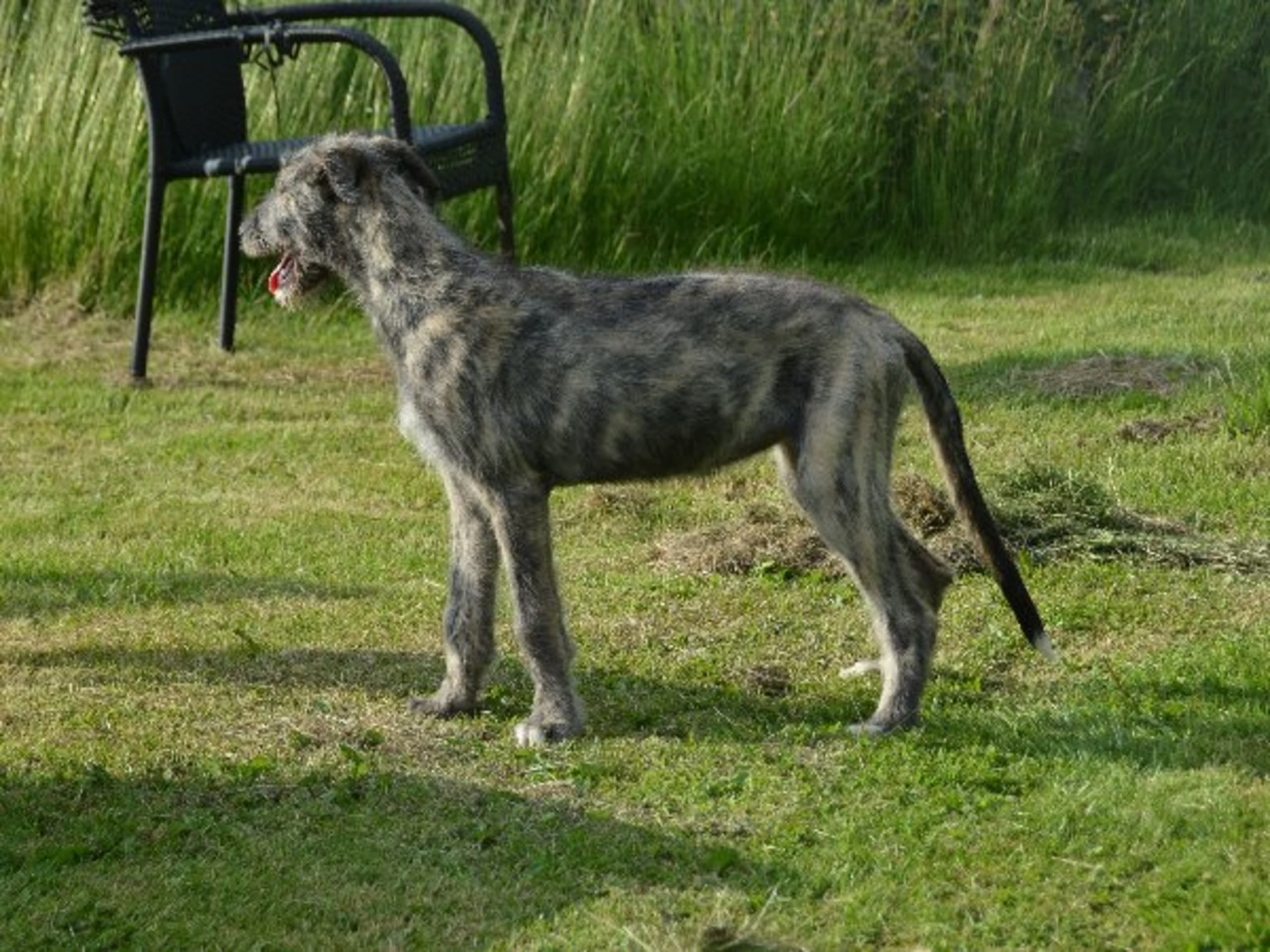 Irish Wolfhound · Stora Levene · Åkerö's