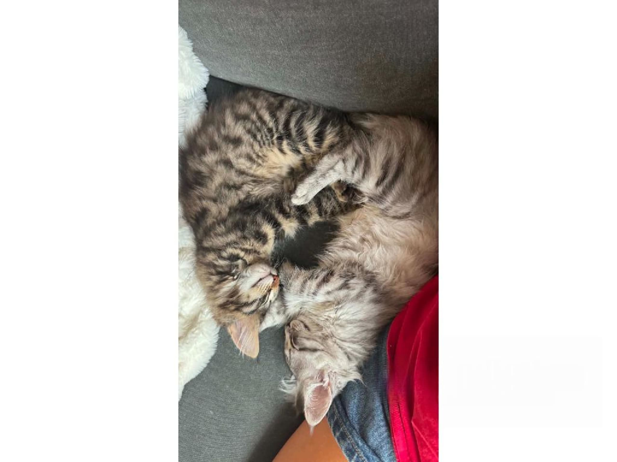 Norsk skovkat · Huddungeby · S*Mustela's