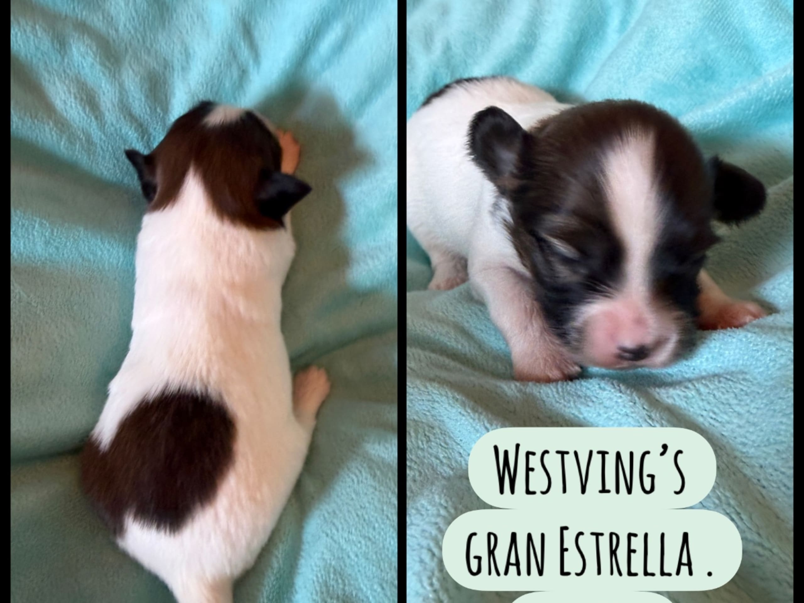 Papillon · Västra frölunda · Westvings