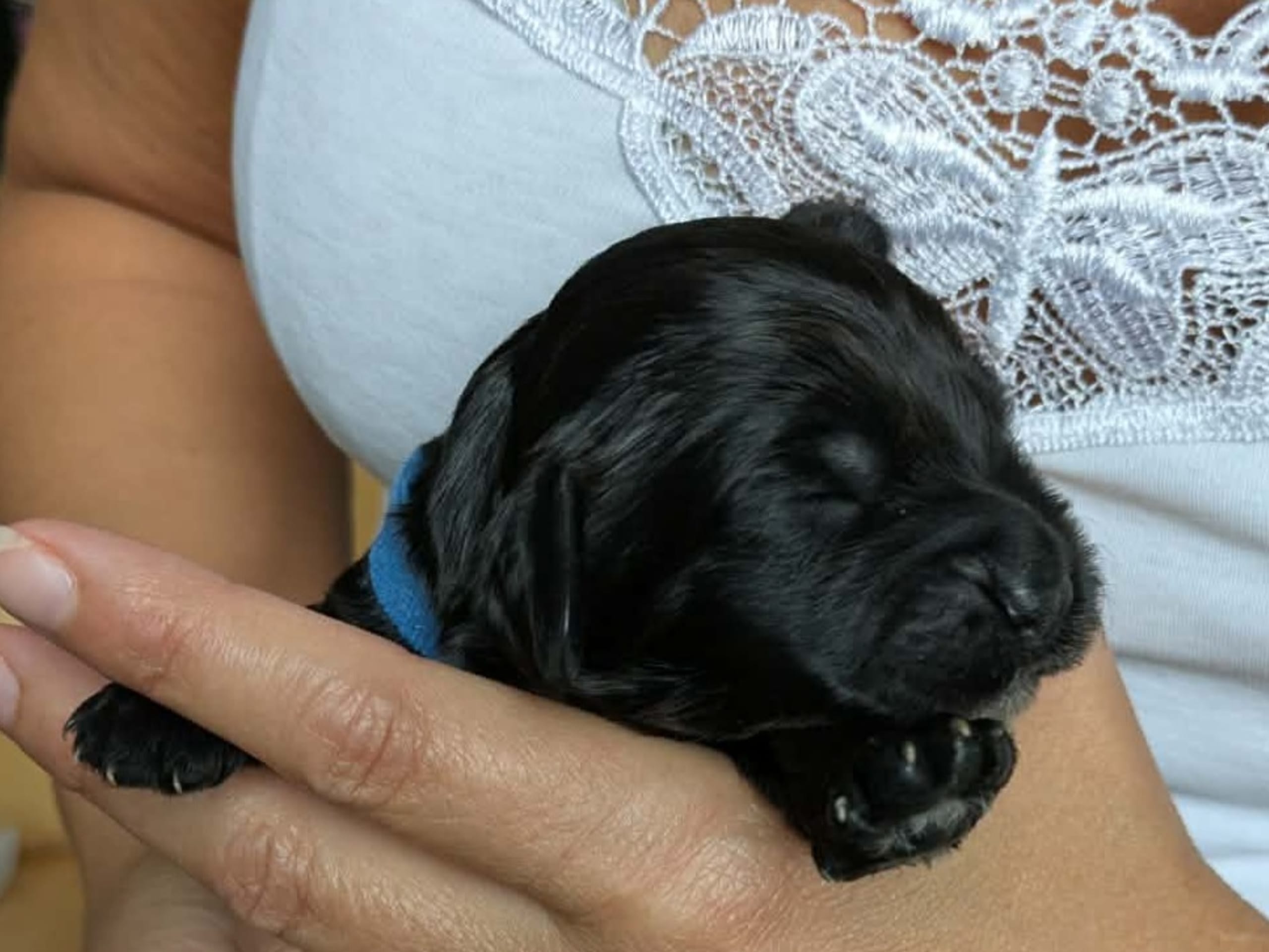 Cockerpoo · Sollentuna · Mikaela C.