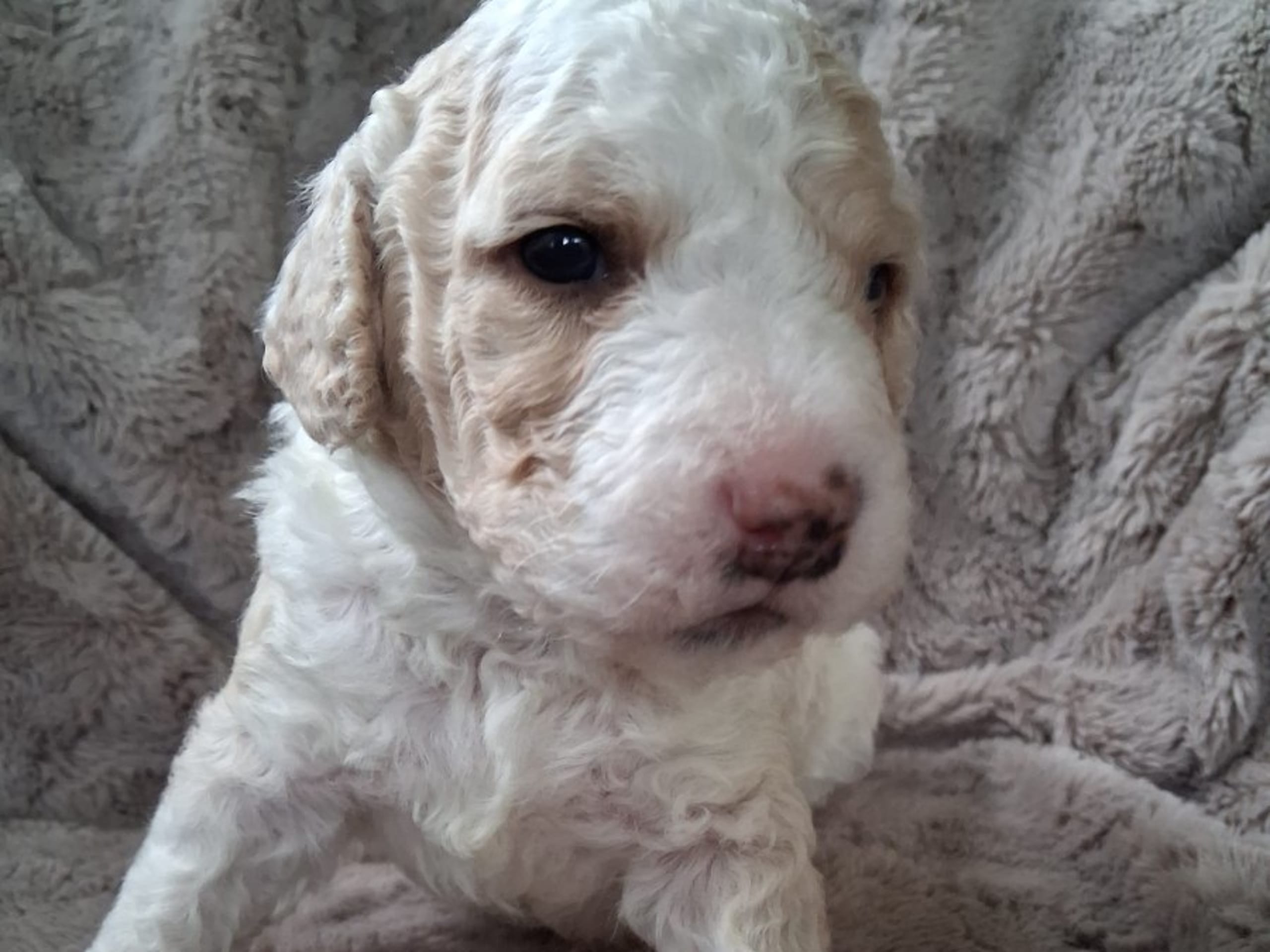 Spanish Water Dog (Perro de Agua Espanol) · Julita · Calmigos