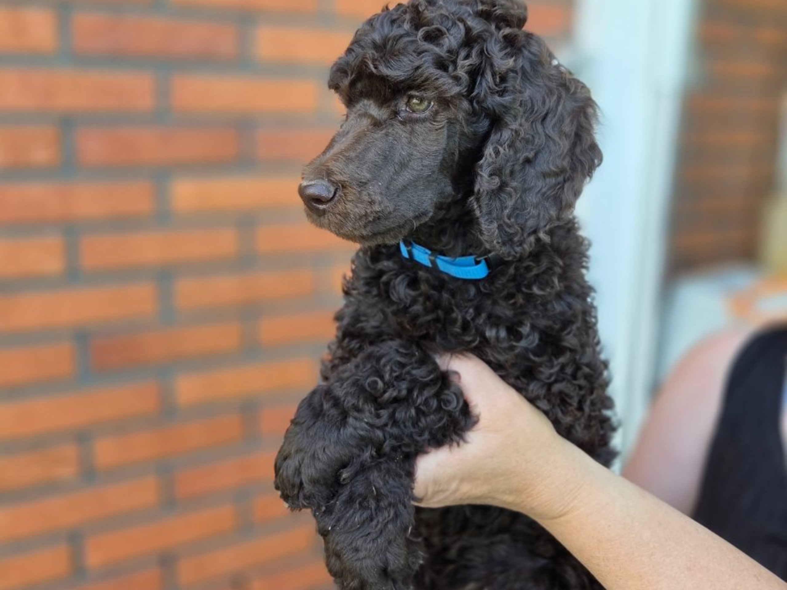 Standard Poodle · Skellefteå · Kristina Nilsson