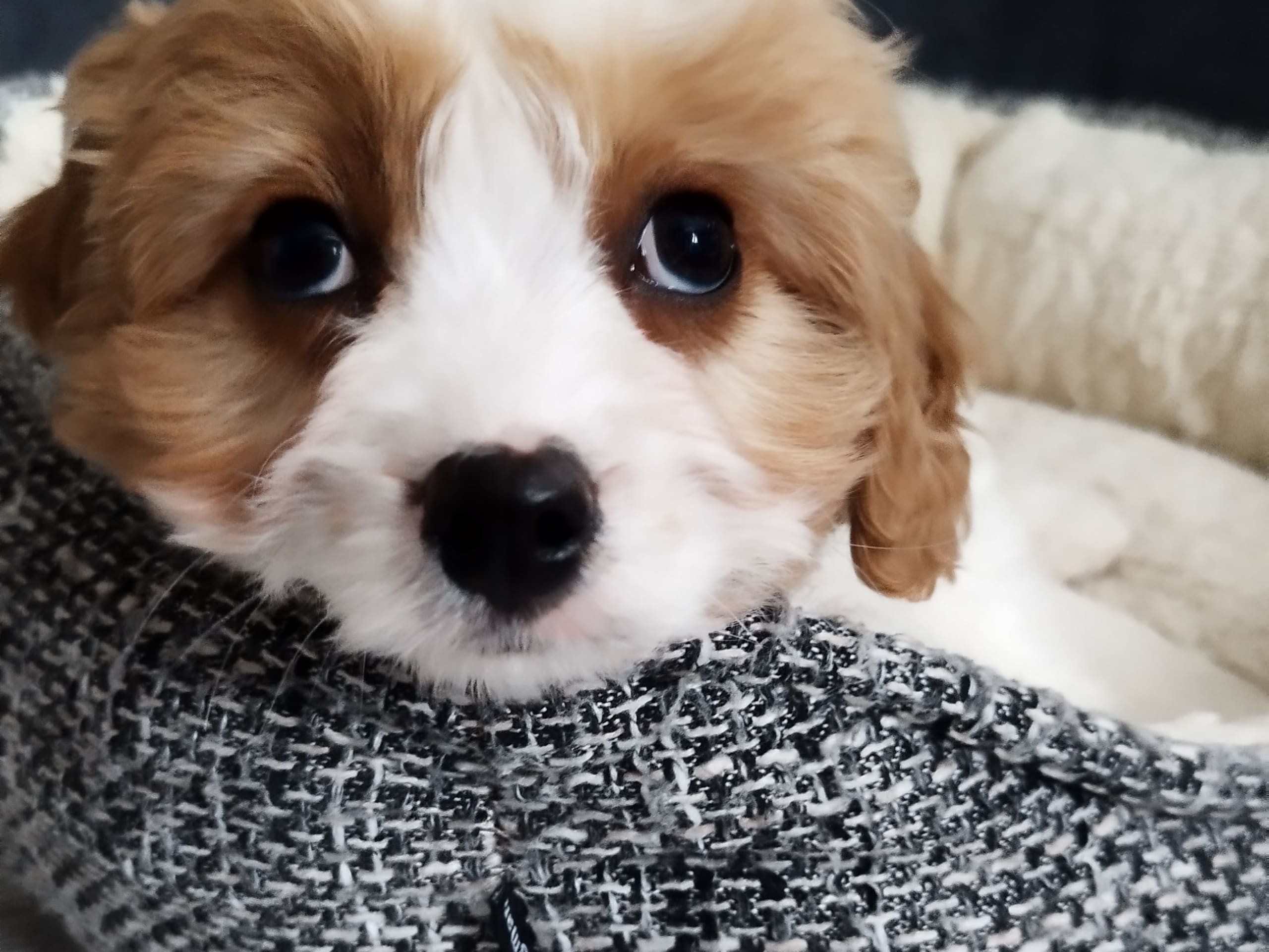Hjortkvarns Cavapoo