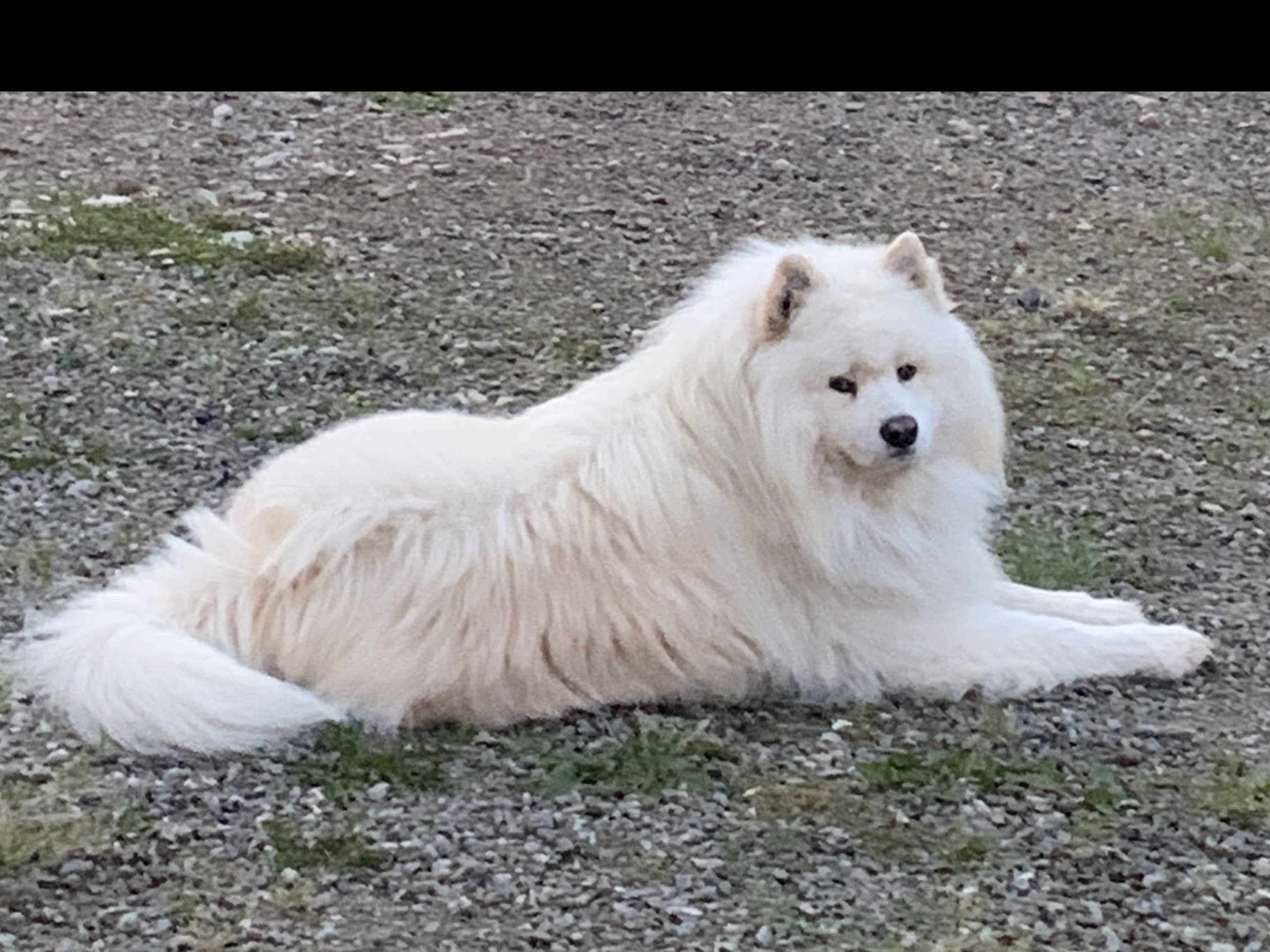 Samojedhund · Tingsryd · Przemyslaw P.