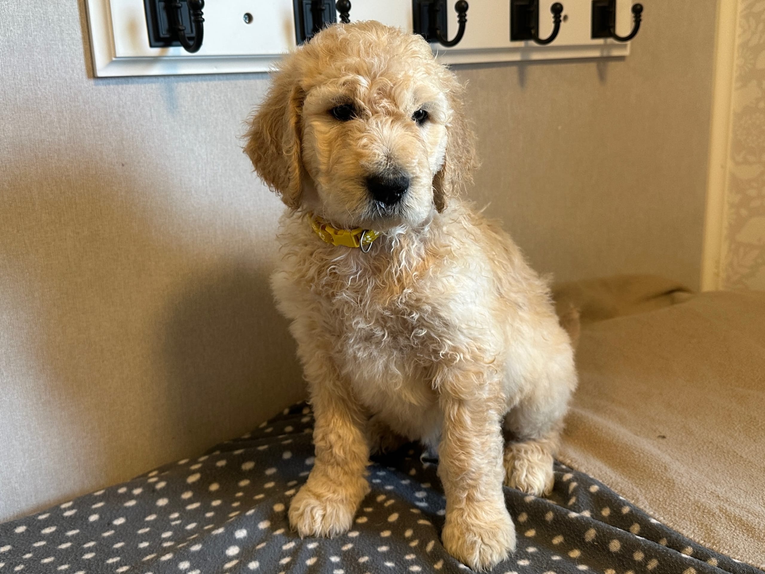 Goldendoodle · Västerlanda · Lugnets kennel