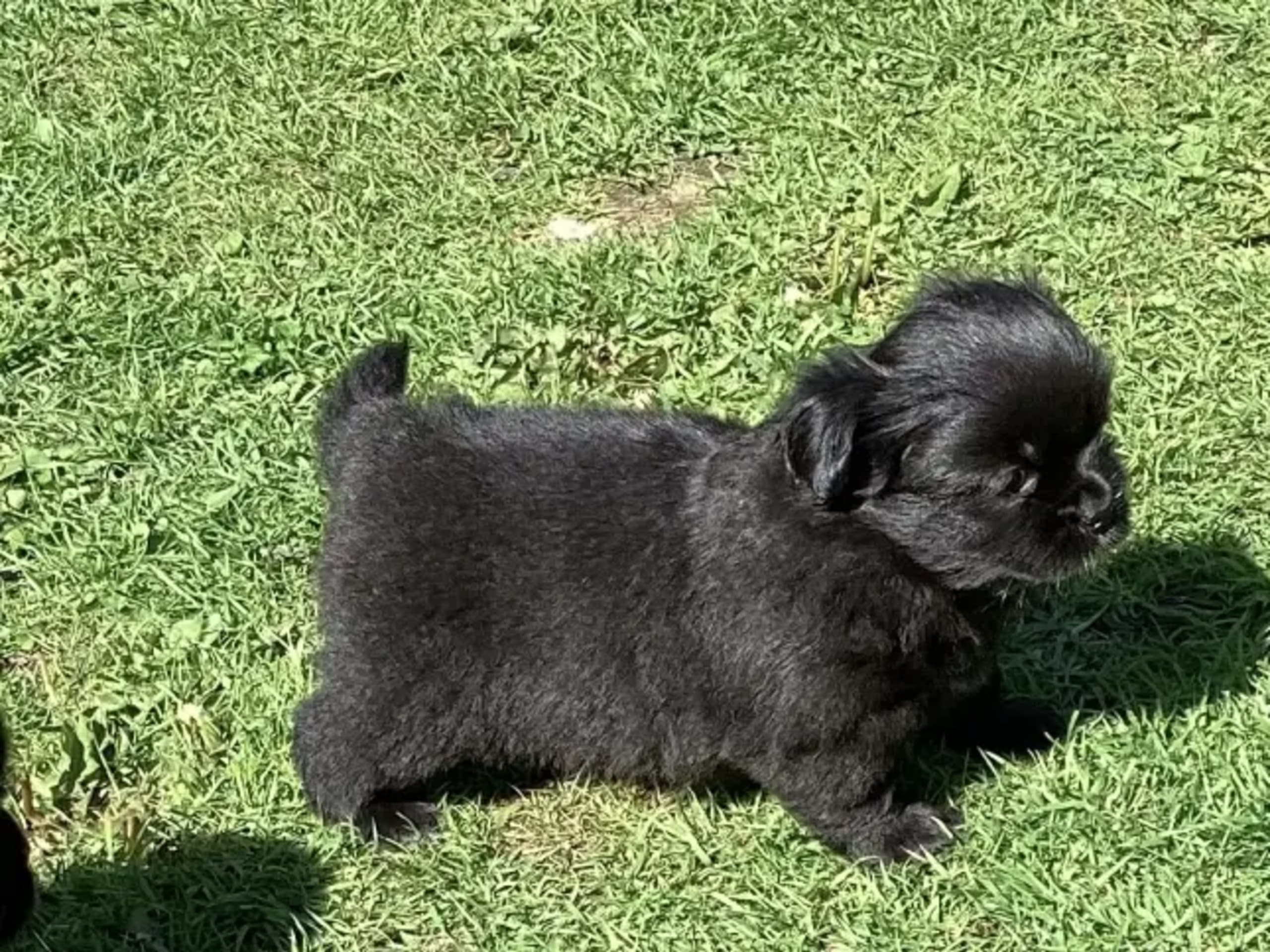 Tibetan Spaniel · Lindesnes · Reidun Kvamsø