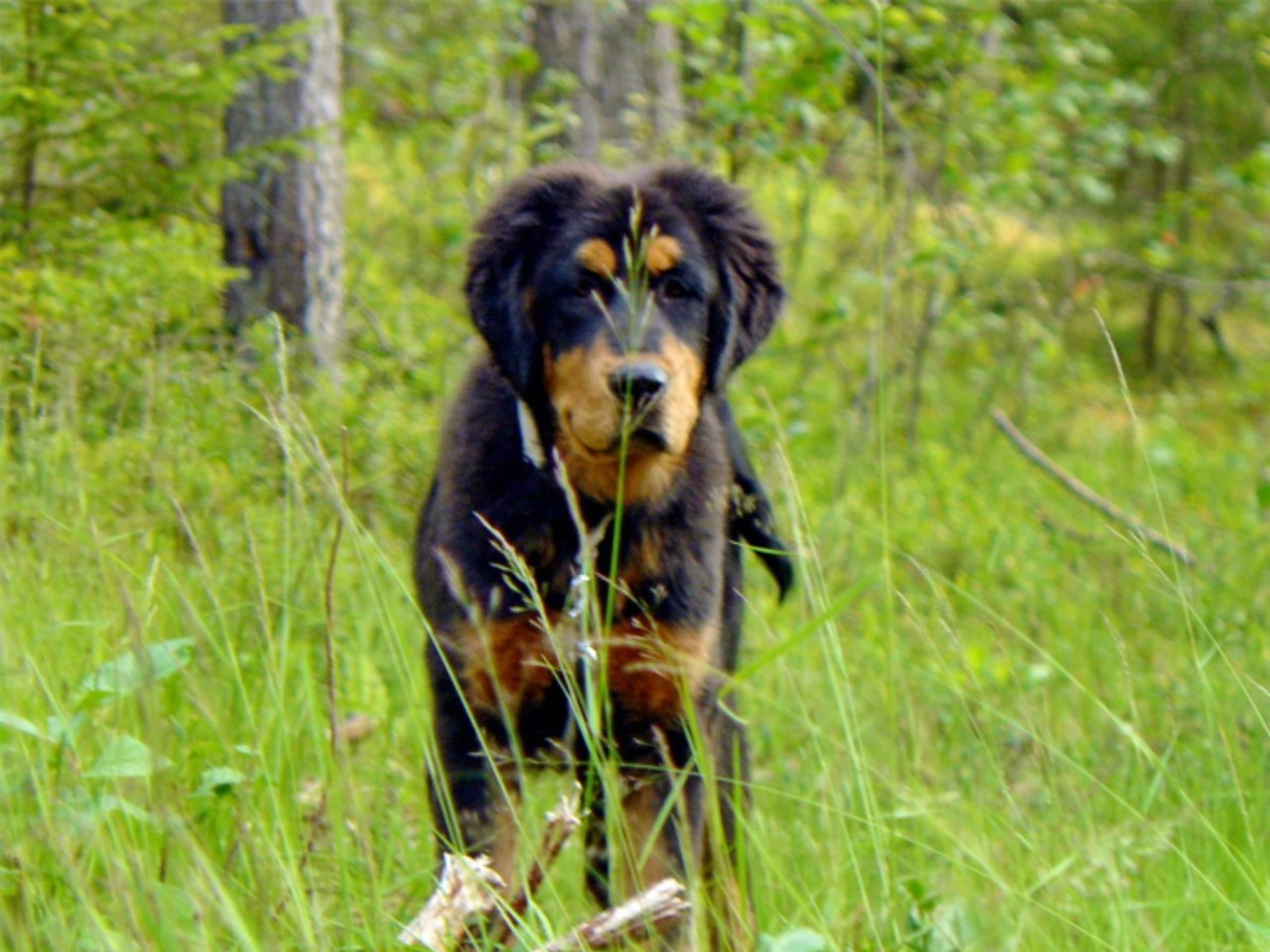 Tibetan Mastiff · Piteå · Gangs'ri Khyi