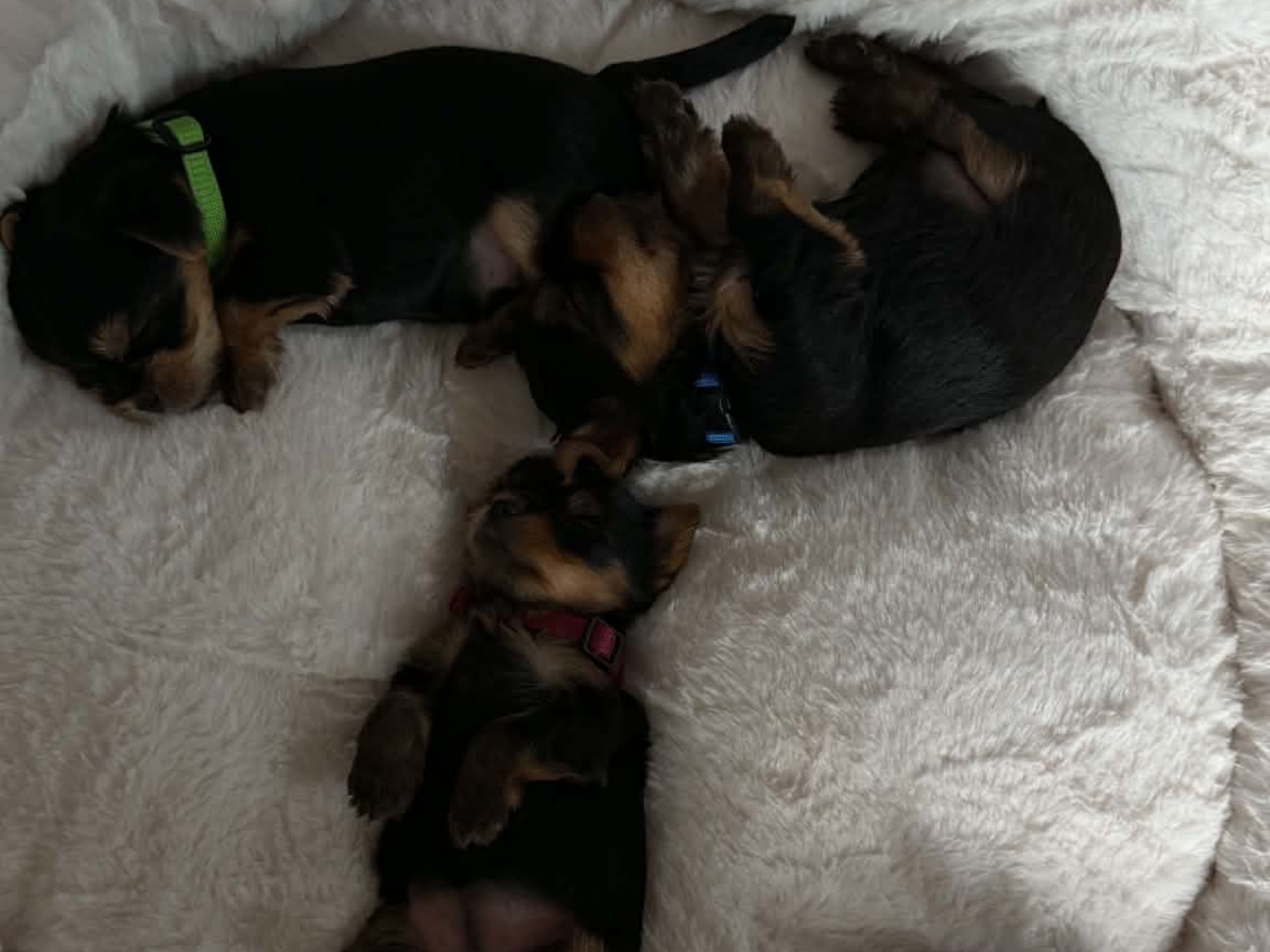 Yorkshire terrier · Brande · Elin N.