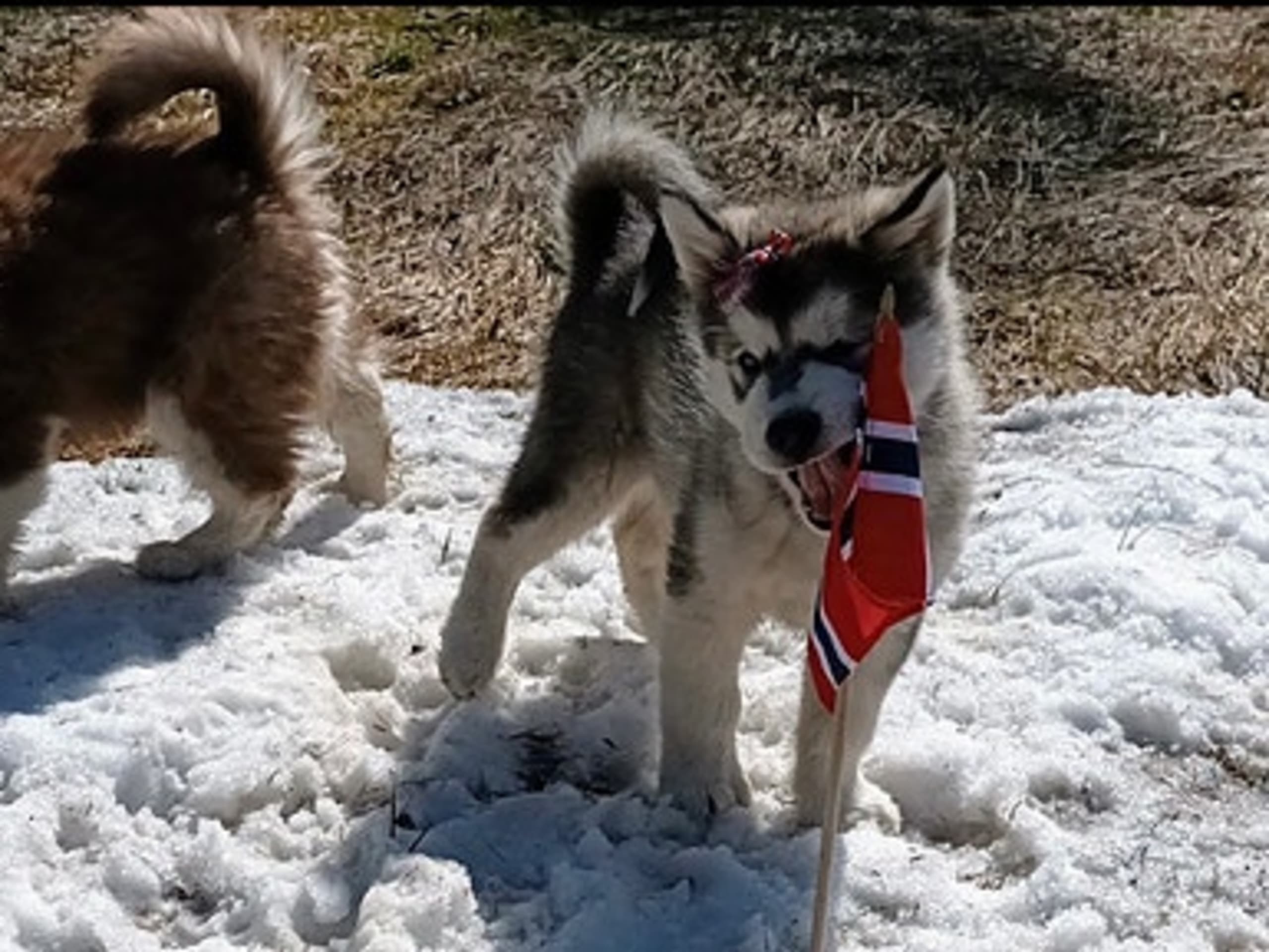 Alaskan malamute · Seljord · Kennel Kitchaq