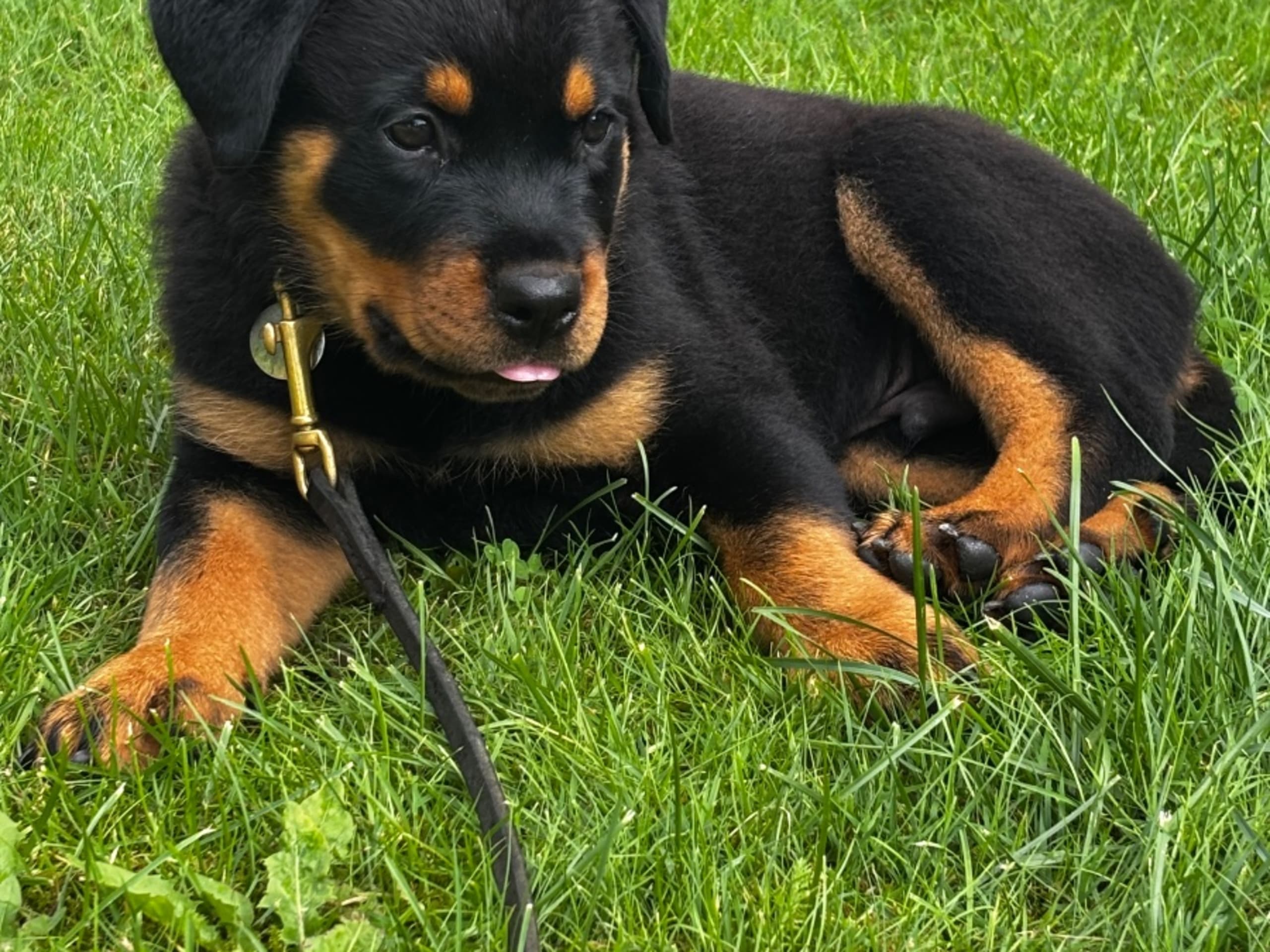 Rottweiler · Hedared · Rock This