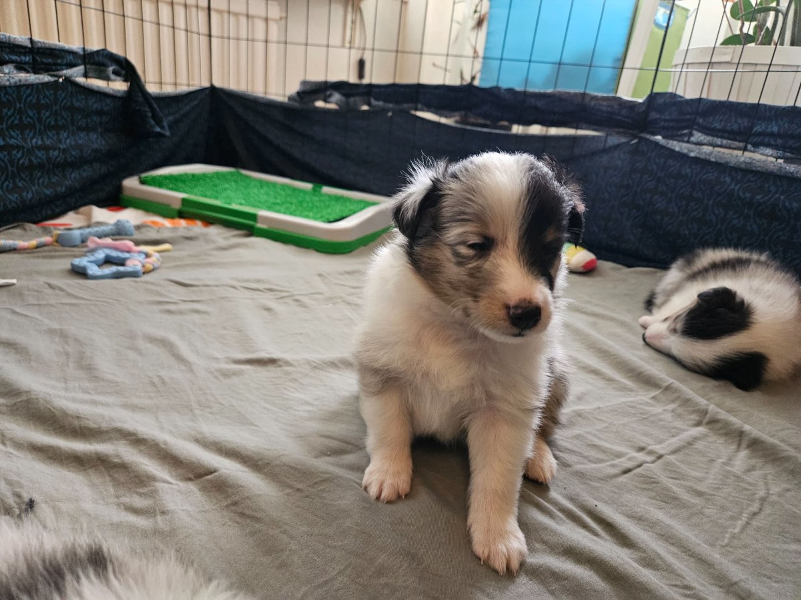 Shetland Sheepdog · Staffanstorp · Therese Williamsdotter