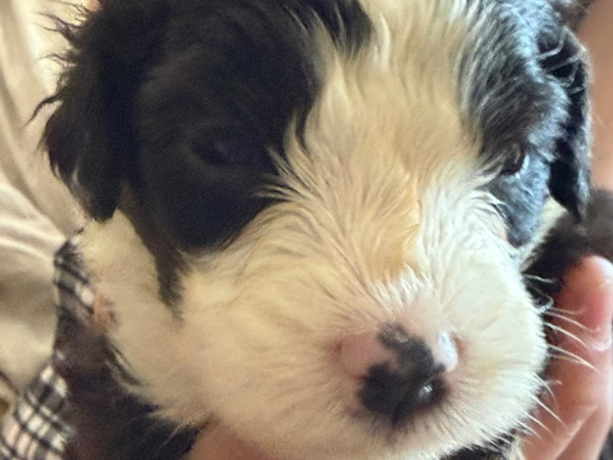 Bearded Collie · Hammarö · Hillbacka