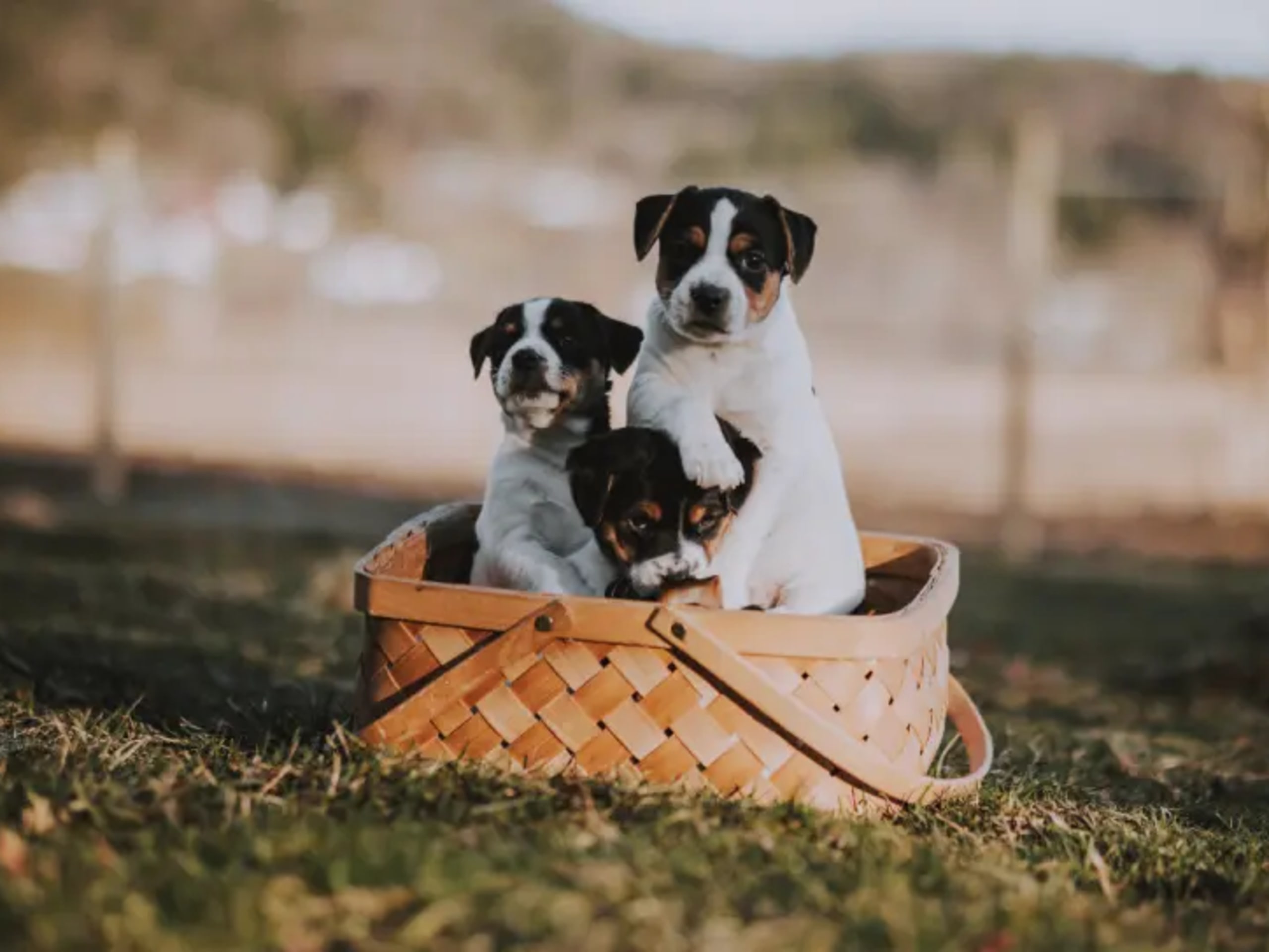 Dansk-svensk gårdhund · Skien · Tina Nicander Nyhaug
