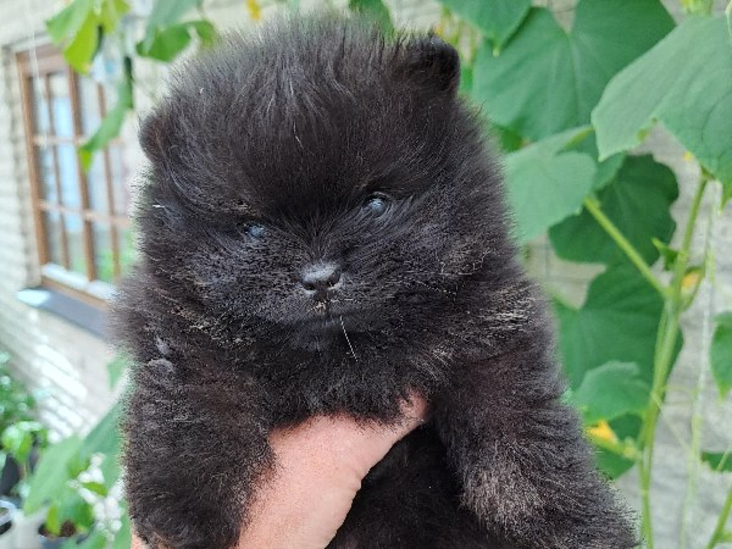 Pomeranian · Hörby · Samegulds