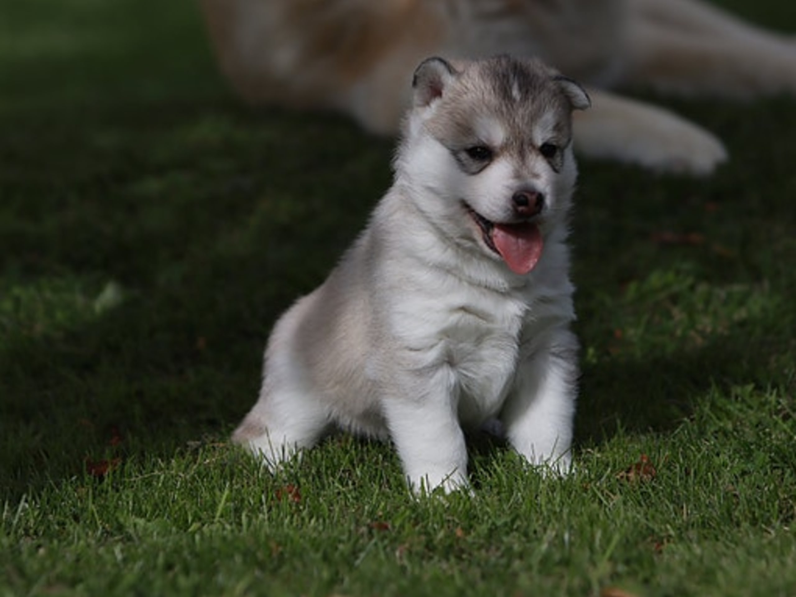 Siberian husky · Sørskogbygda · Joanna Krystyna Ratajczak