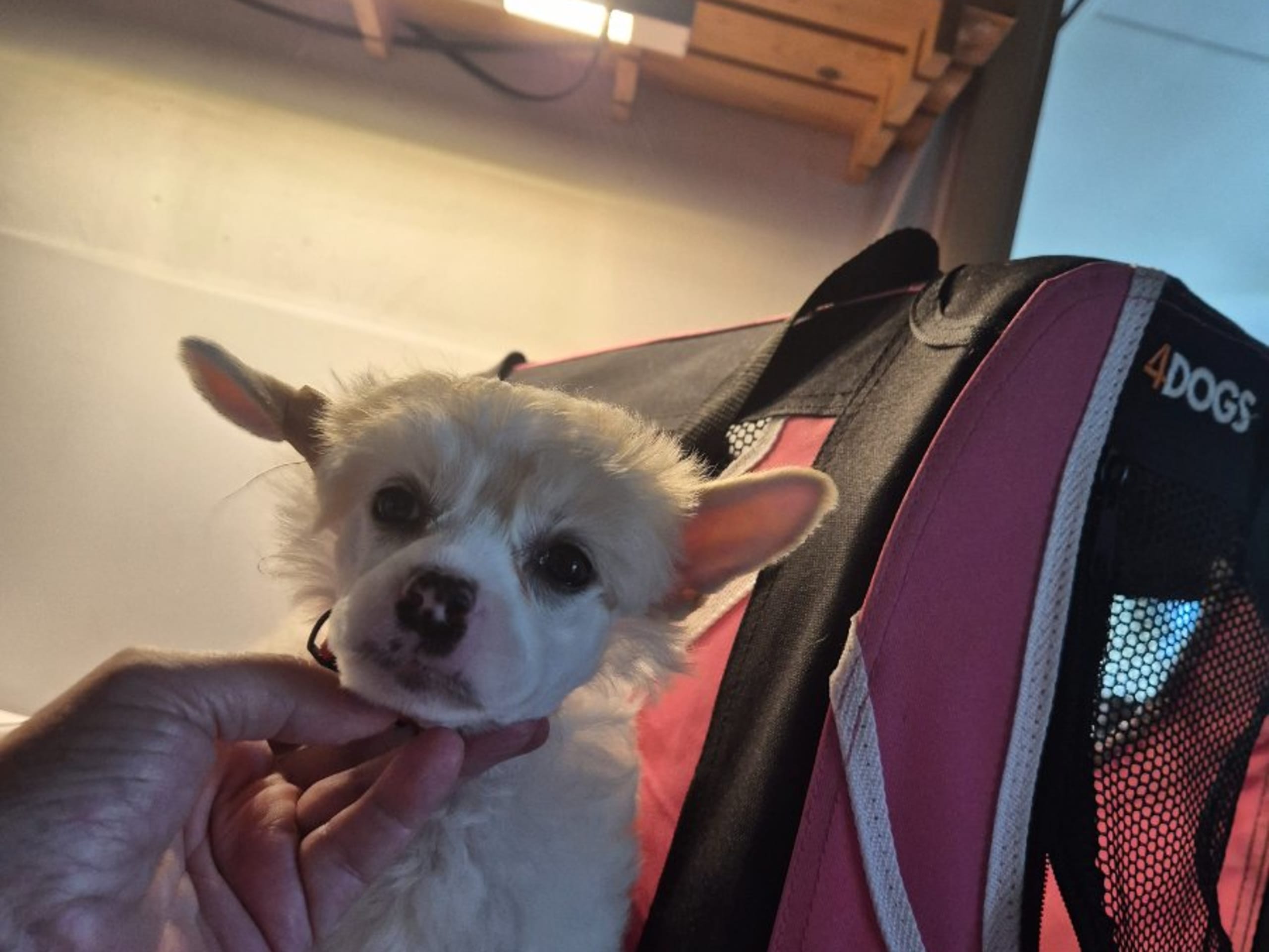 Chinese crested · Lesjöfors · av Da Mia Cuccia